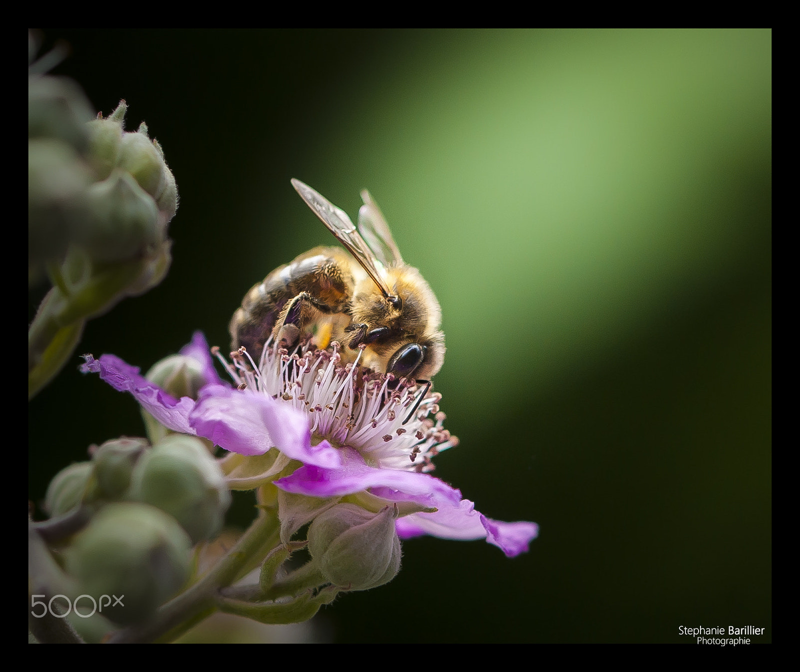 Nikon D3 sample photo