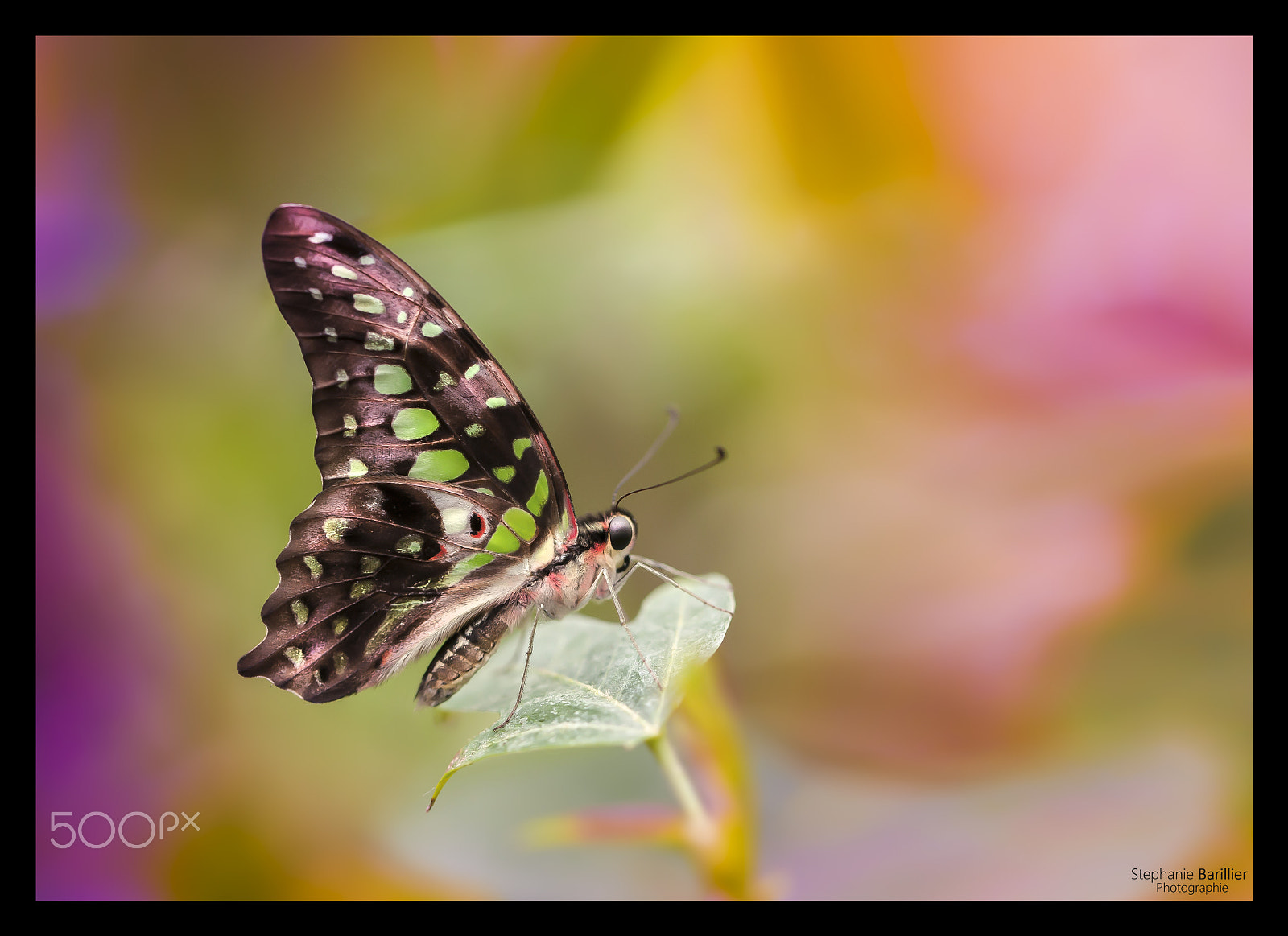 Nikon D3 sample photo. Untitled photography