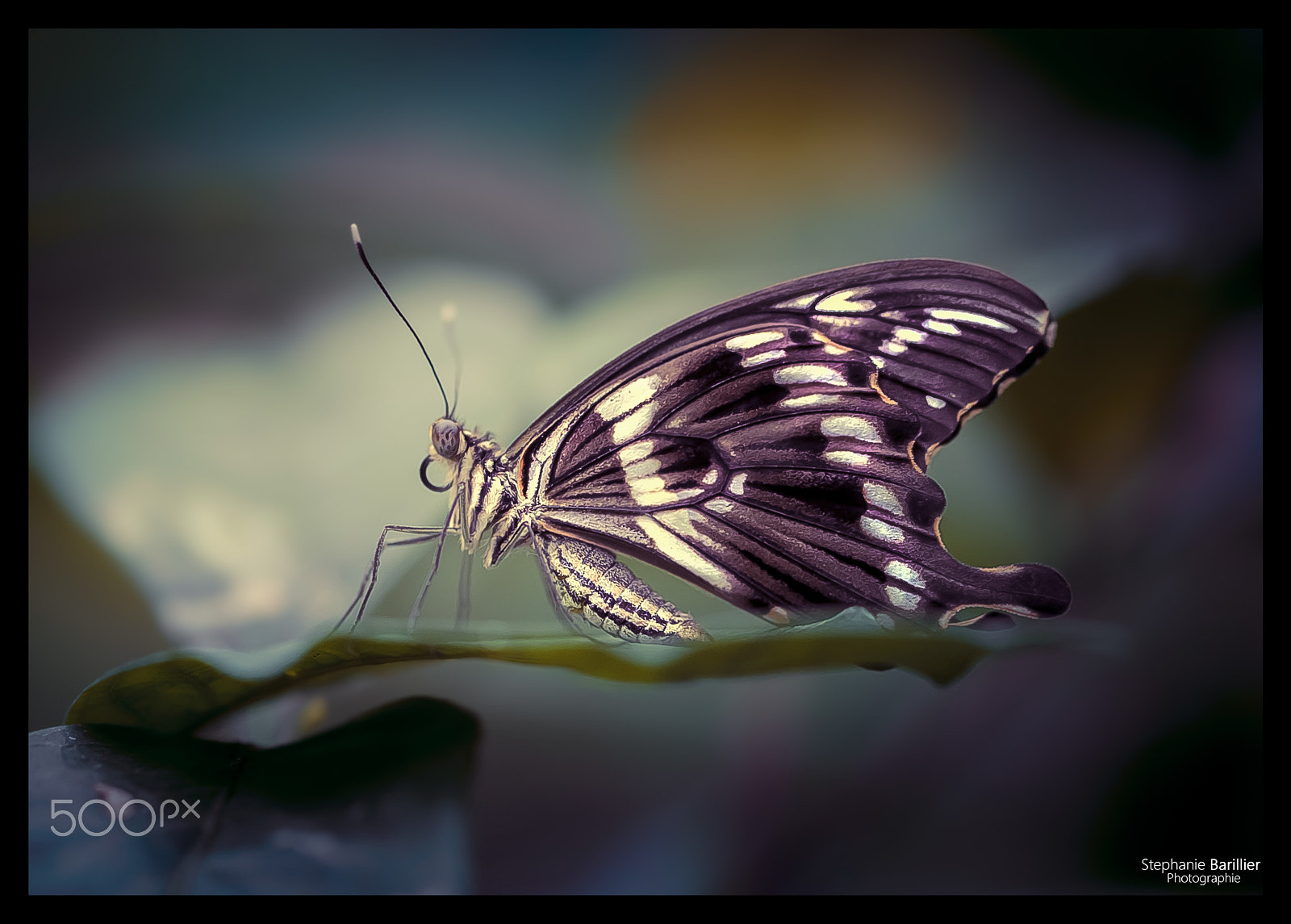 Nikon D3 sample photo. Untitled photography