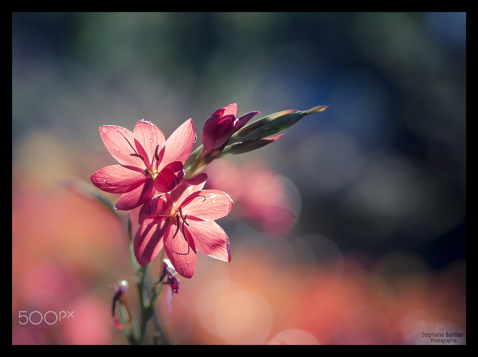 Nikon D3 sample photo