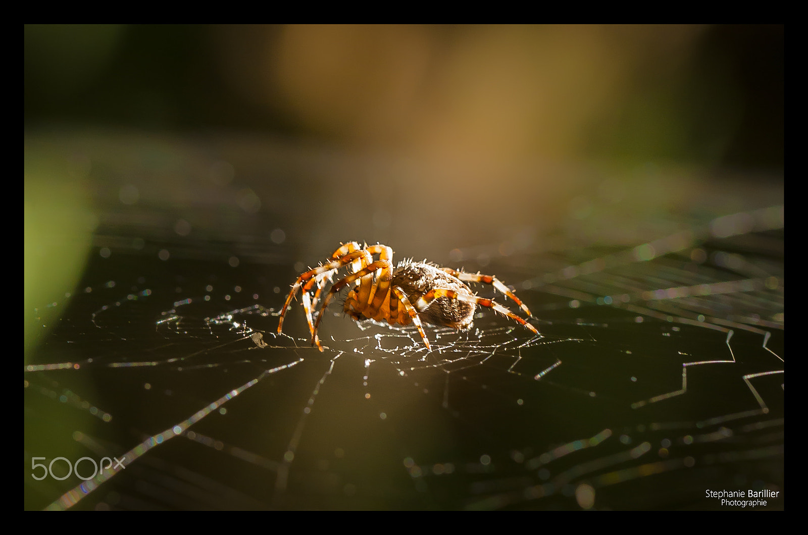 Nikon D3 sample photo