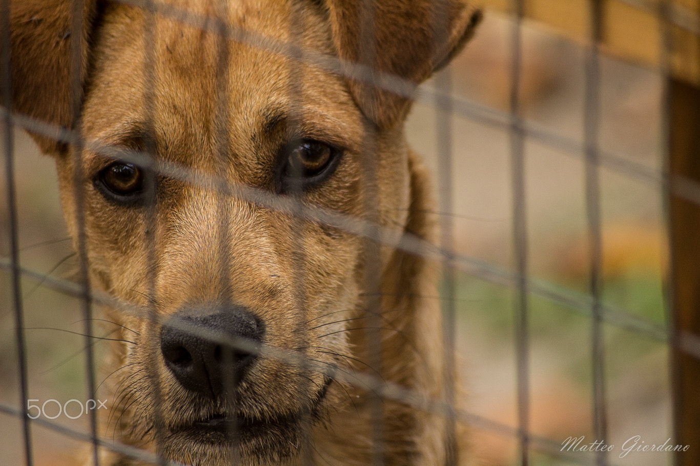 Sigma 55-200mm f/4-5.6 DC sample photo. Sad "cookie" photography