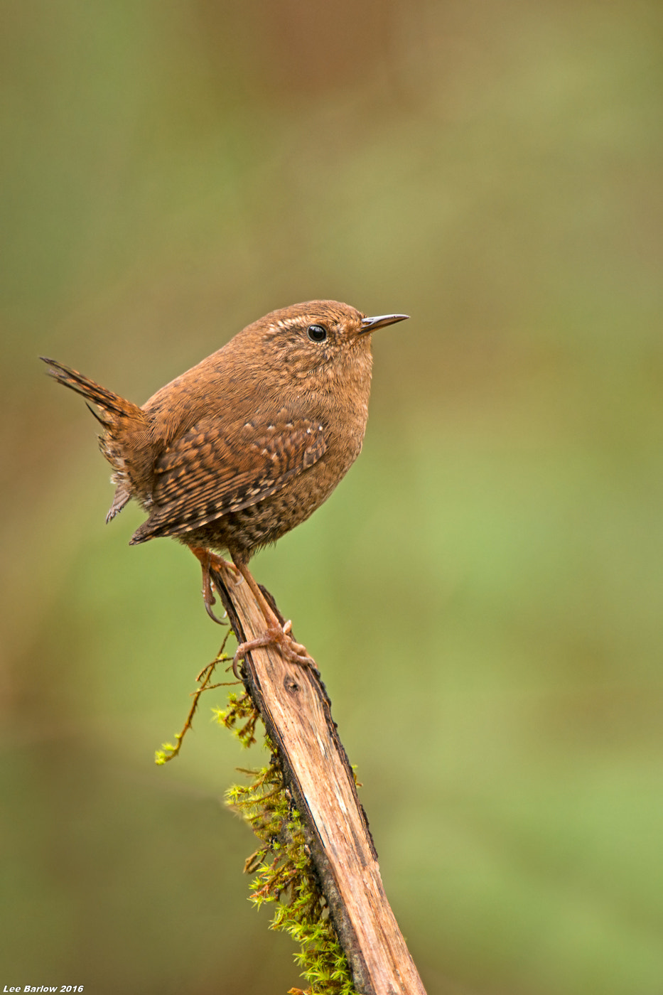 Nikon AF-S Nikkor 200-400mm F4G ED-IF VR sample photo. Pacific wren photography