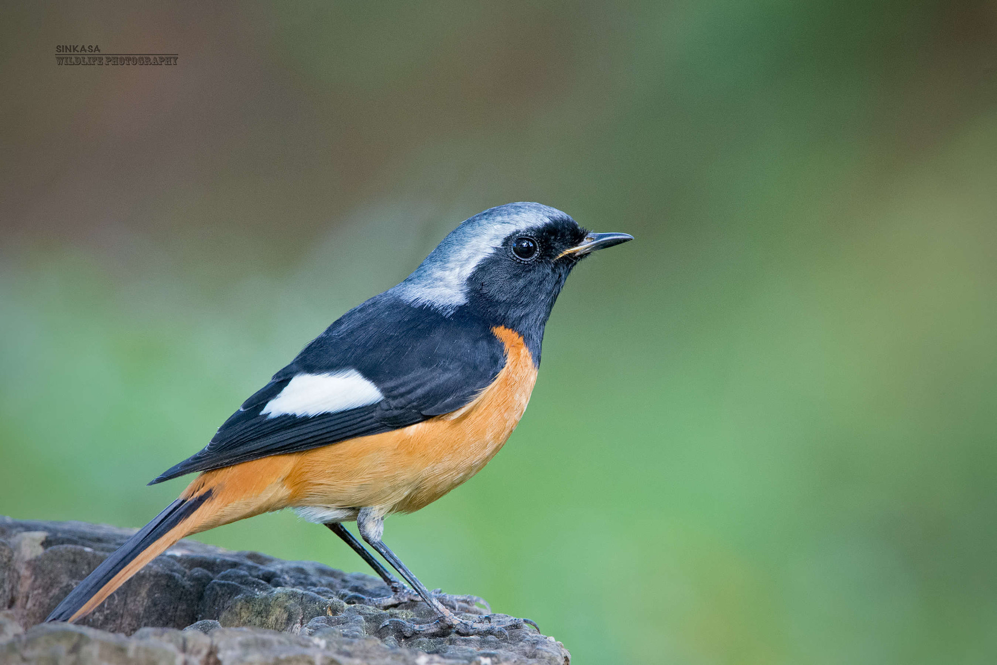 Nikon D800E + Nikon AF-S Nikkor 400mm F2.8G ED VR II sample photo. Daurian redstart photography