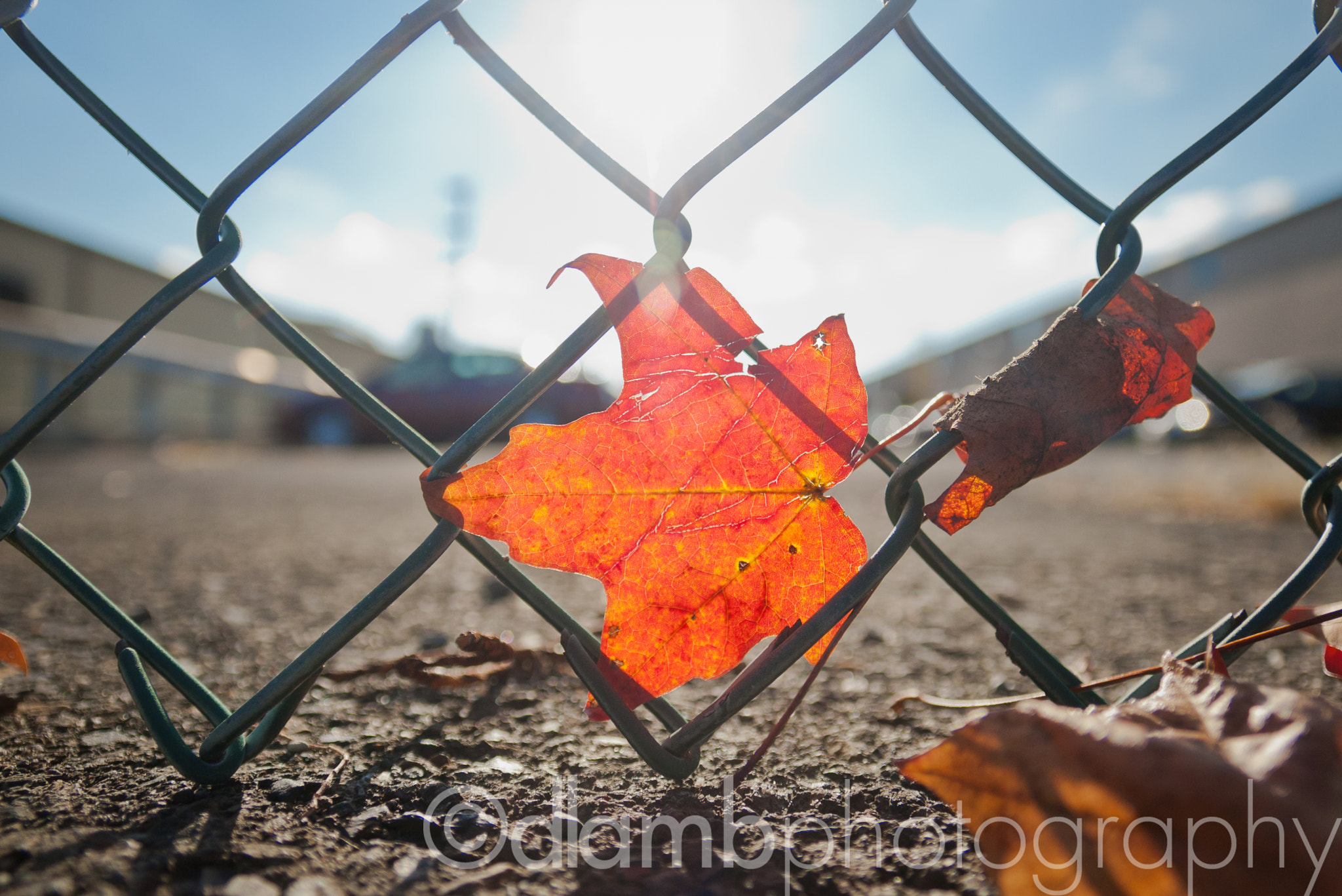 Sigma 17-70mm F2.8-4 DC Macro OS HSM sample photo. Caught by the wind photography