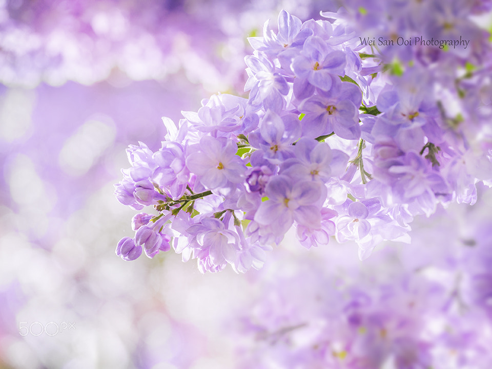 Panasonic Leica DG Macro-Elmarit 45mm F2.8 ASPH OIS sample photo. Lilac 05 photography