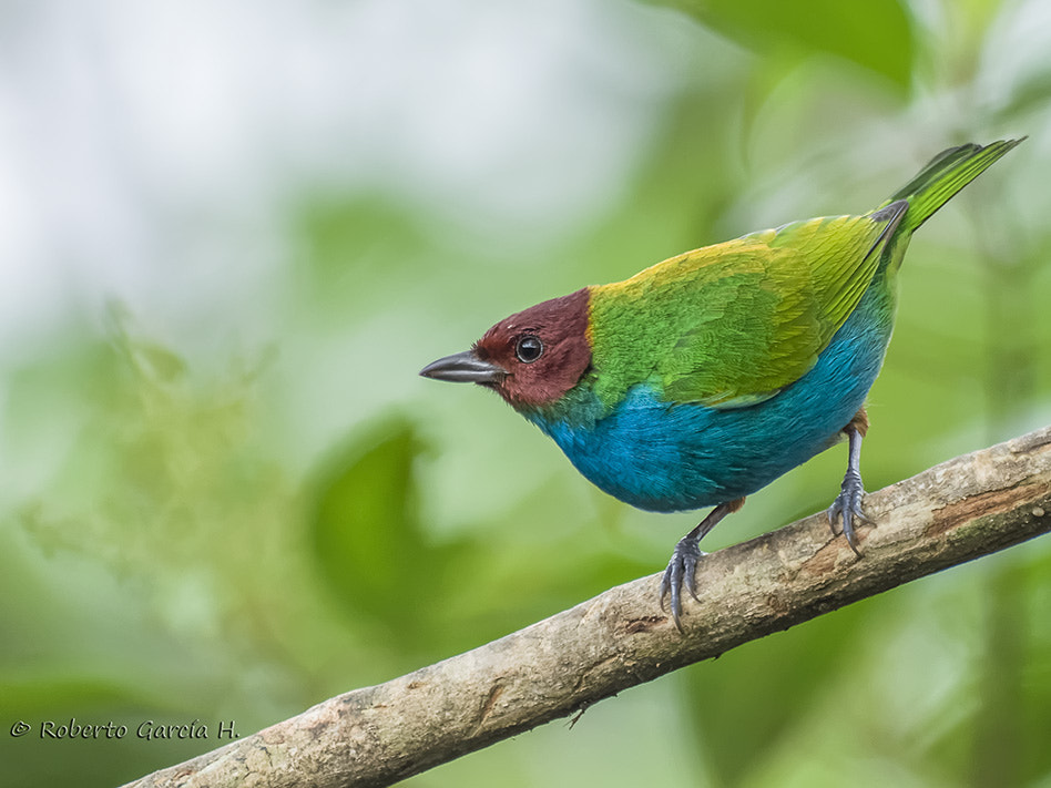 Olympus Zuiko Digital ED 70-300mm F4.0-5.6 sample photo. Bay headed tanager photography
