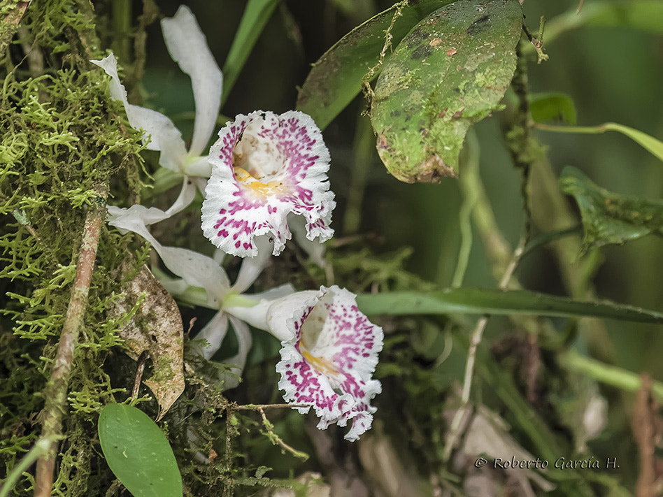 Olympus Zuiko Digital ED 70-300mm F4.0-5.6 sample photo. Orquídea photography