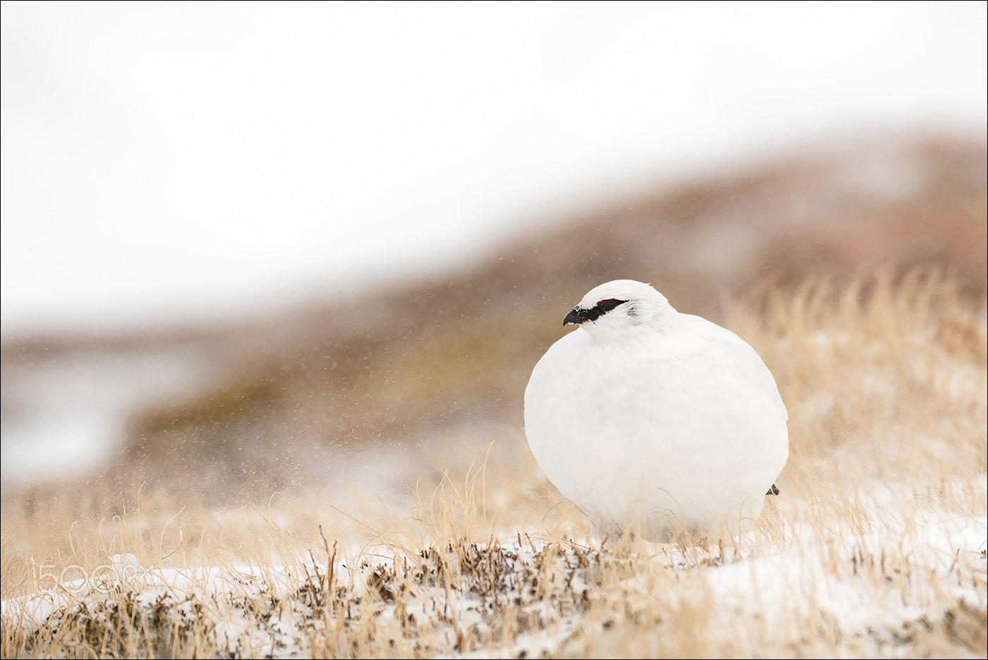 Nikon AF-S Nikkor 200-400mm F4G ED-IF VR sample photo. Snow blasted ptarmigan photography