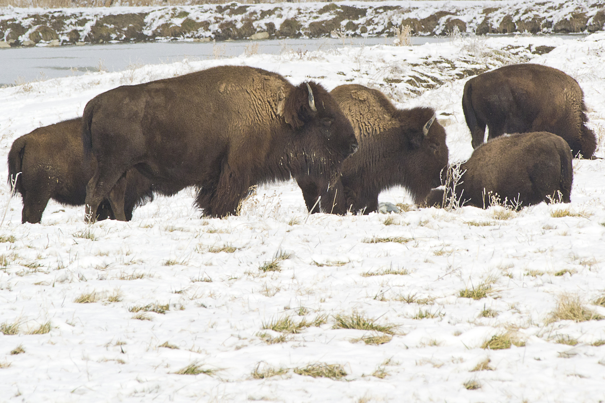 Nikon D3100 + Sigma APO 400mm F5.6 sample photo. Bison photography