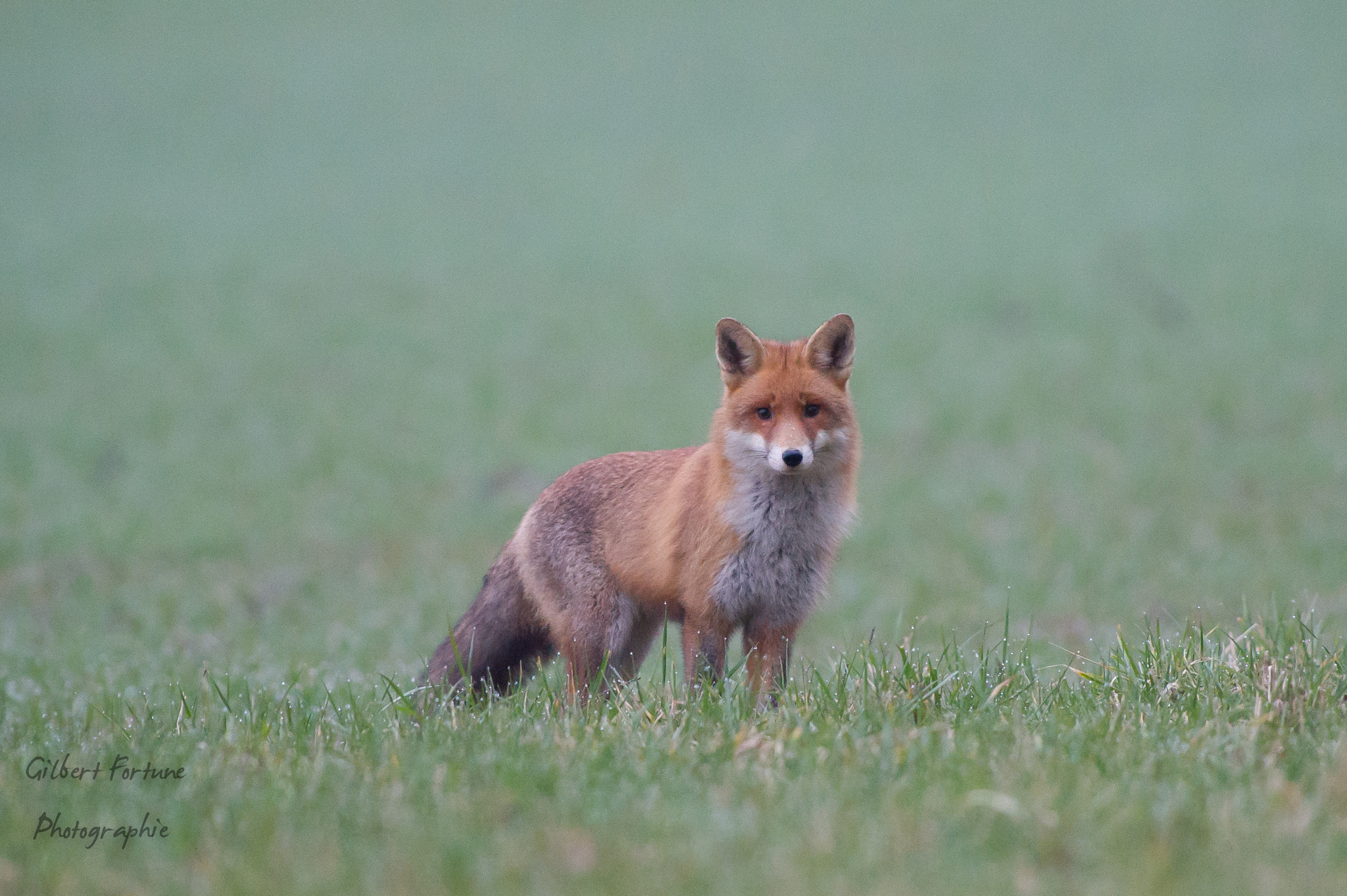 Nikon AF-S Nikkor 300mm F2.8G ED VR II sample photo. Renard photography