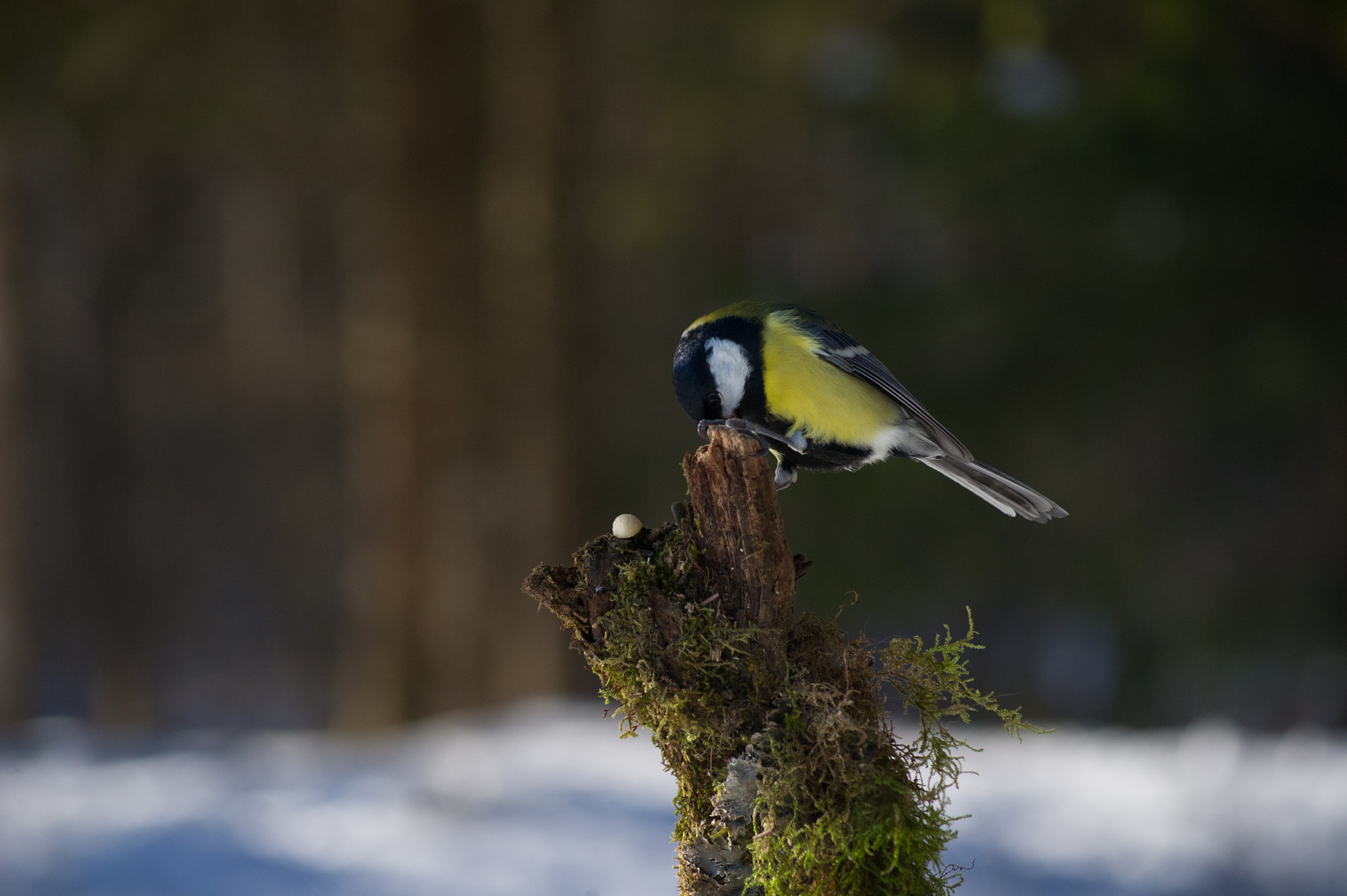 Nikon D3S + AF Zoom-Nikkor 75-240mm f/4.5-5.6D sample photo. I always pray before eating photography