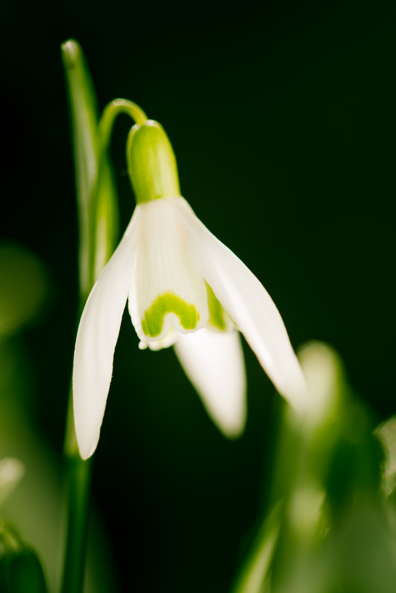 Nikon D800 + Nikon AF Micro-Nikkor 200mm F4D ED-IF sample photo. Single snowdrop | galanthus photography