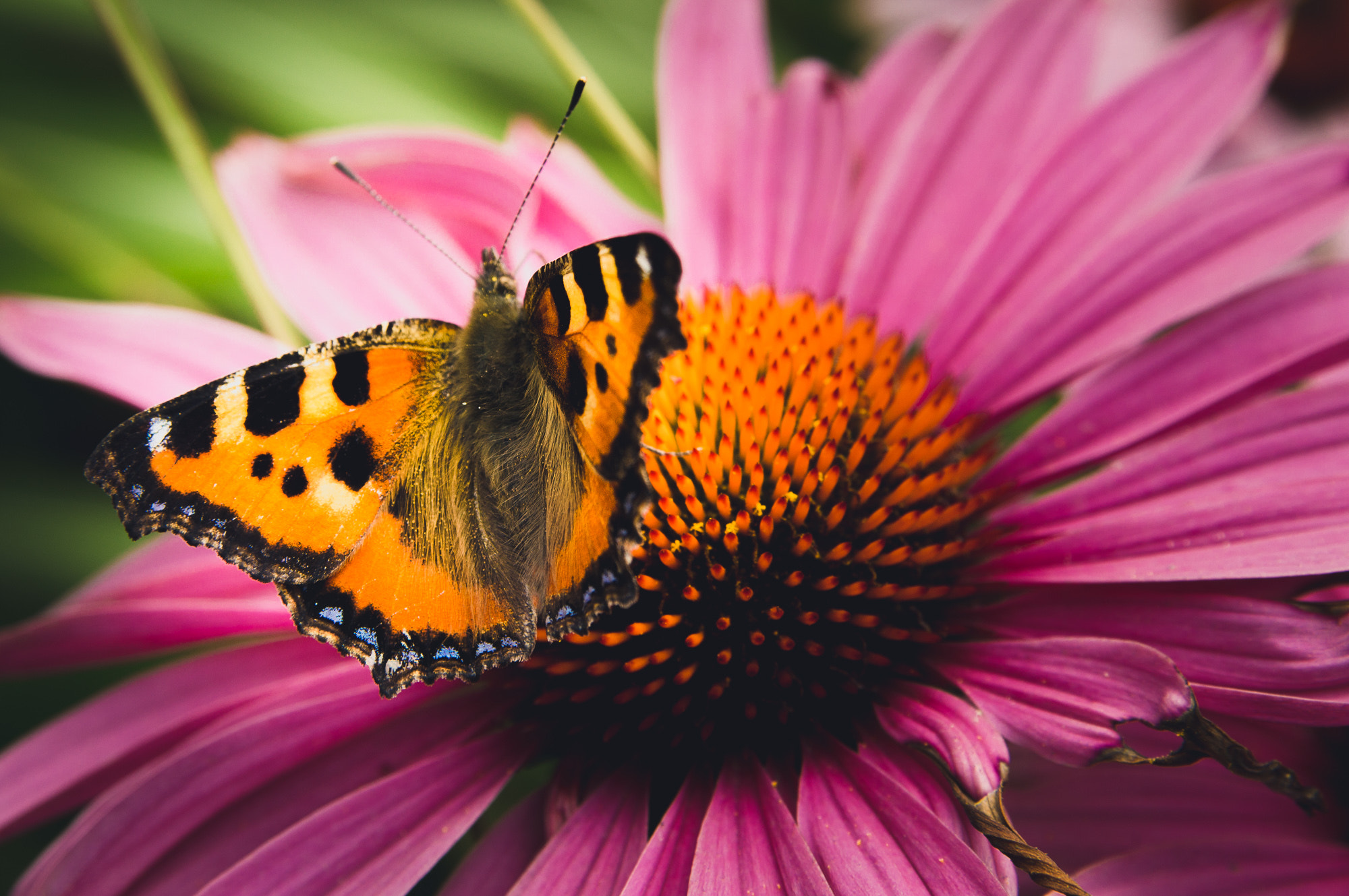 Sony SLT-A57 + Tamron SP 24-70mm F2.8 Di VC USD sample photo. Small tortoiseshell on purple coneflower / kleiner fuchs auf echinacea photography