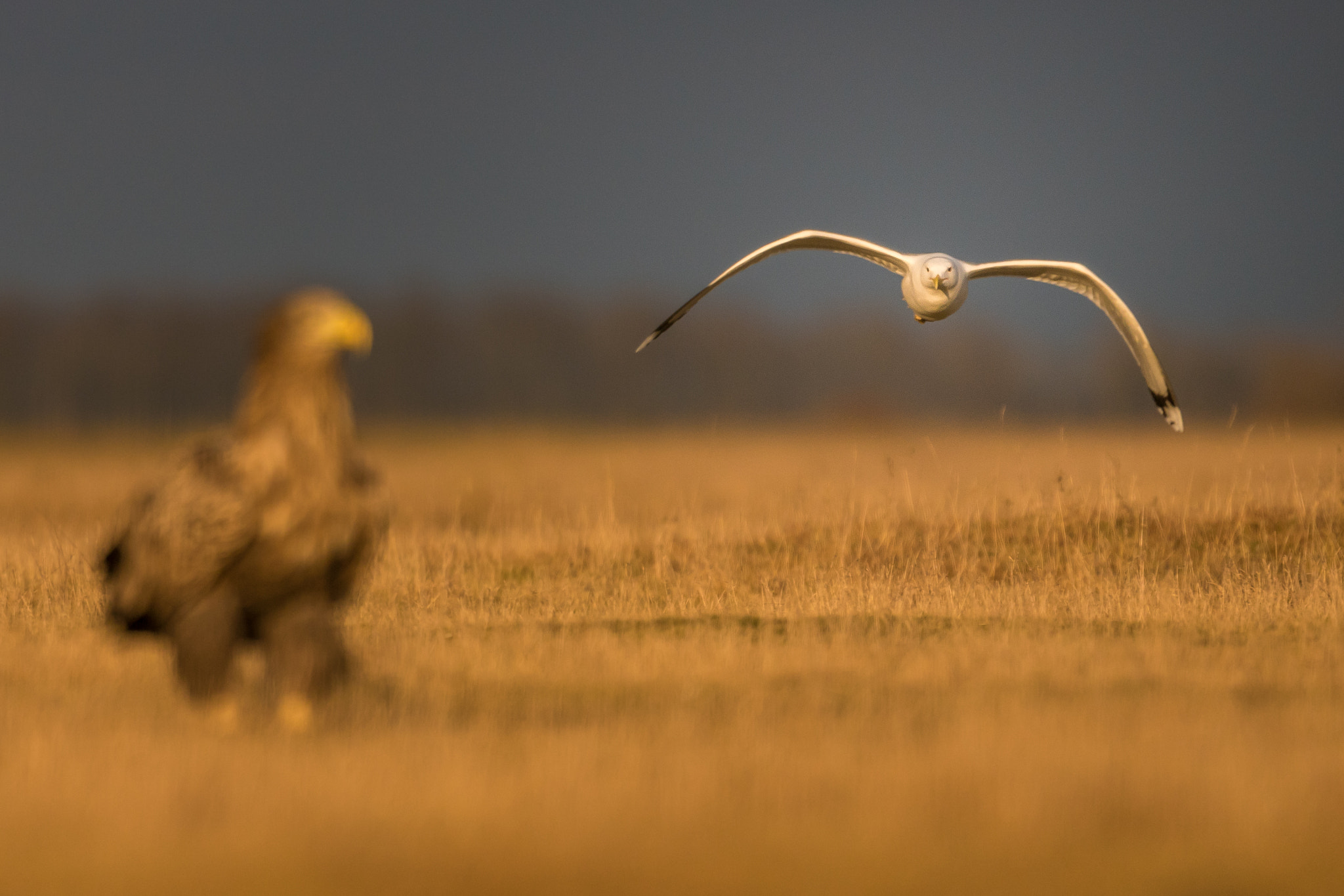 Sony ILCA-77M2 + Sony 500mm F4 G SSM sample photo. Intimidated gull photography