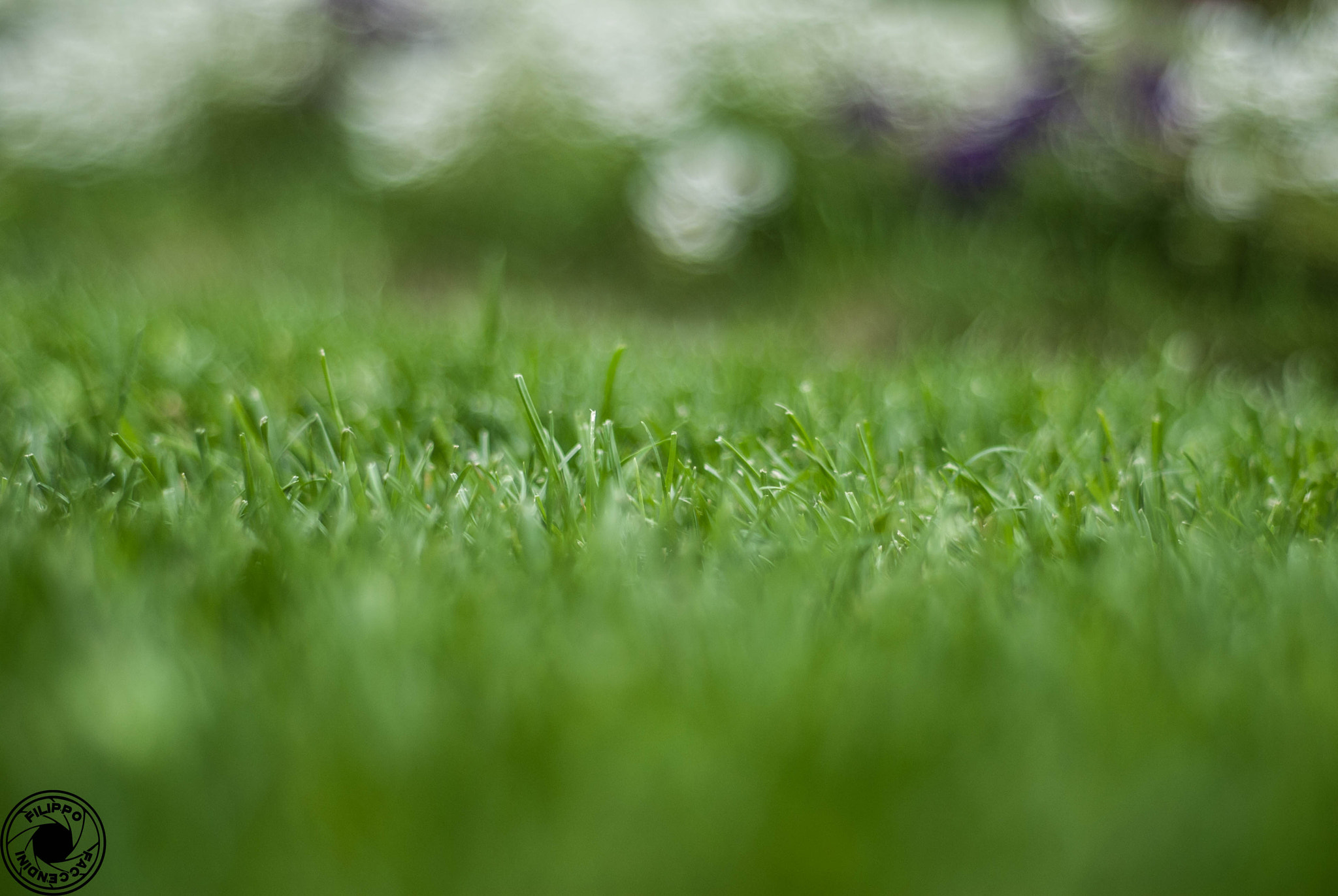 Nikon D200 + AF Nikkor 50mm f/1.8 N sample photo. Grass photography