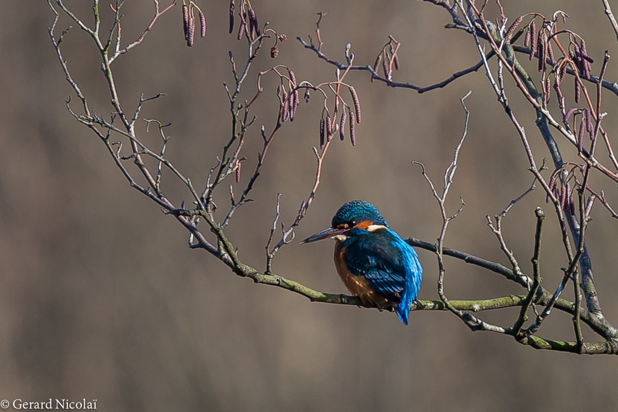 Canon EF 300mm F2.8L IS USM sample photo. Little blue gem photography
