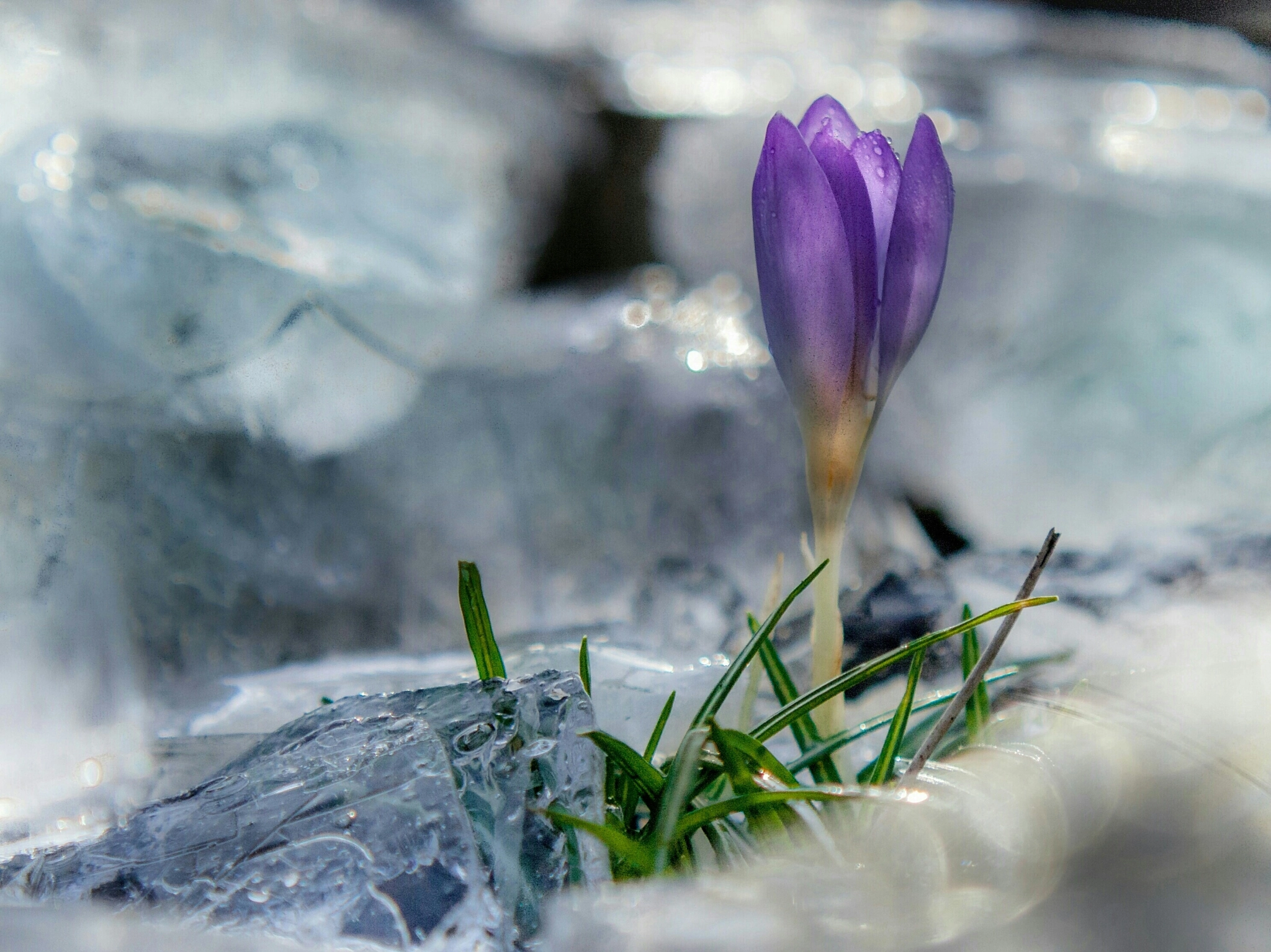 Canon EF 28-90mm f/4-5.6 USM sample photo. The power of spring  photography