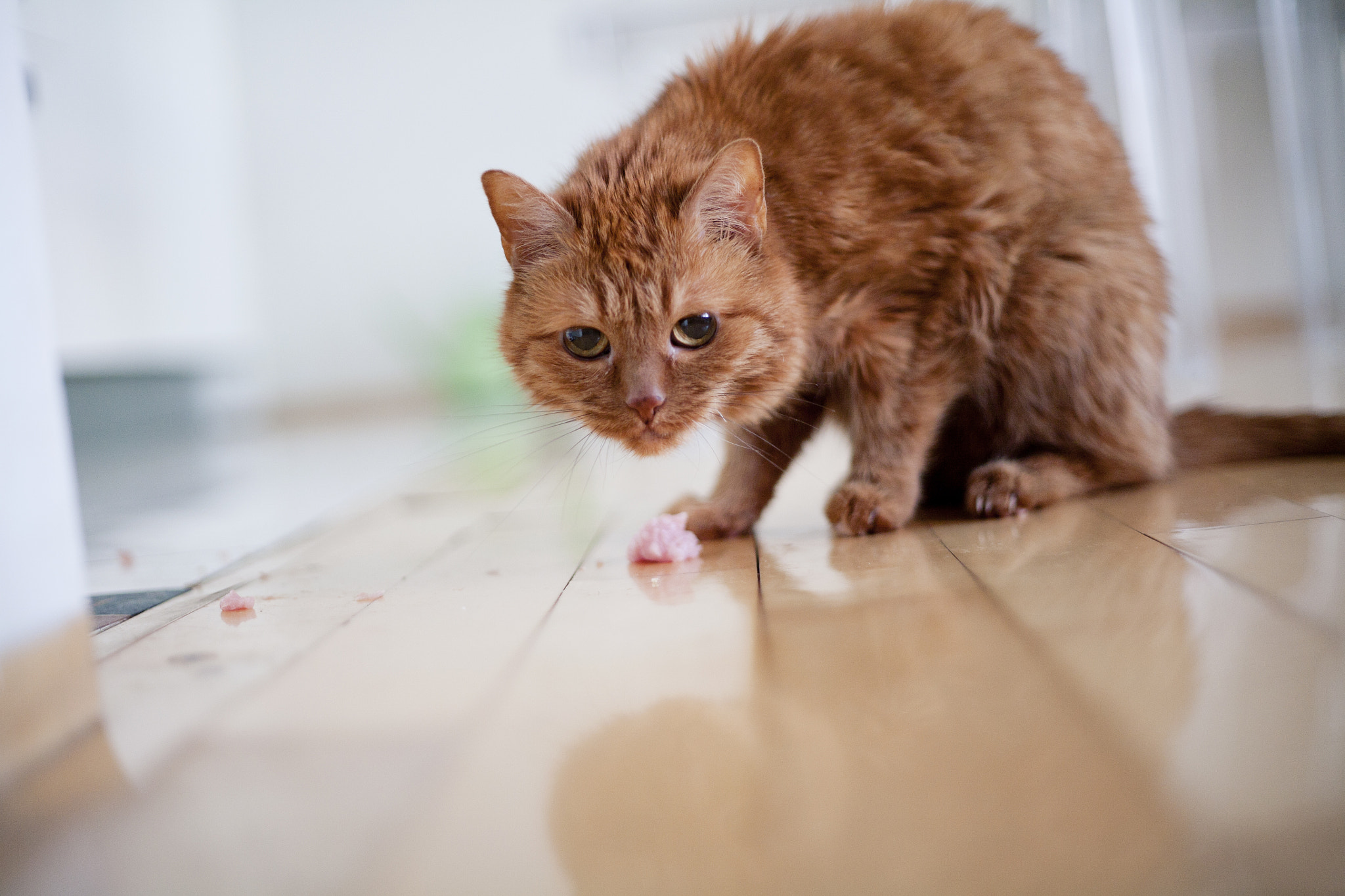 Canon EOS 5D + Canon EF 50mm f/1.8 sample photo. Ginger cat in apartment photography