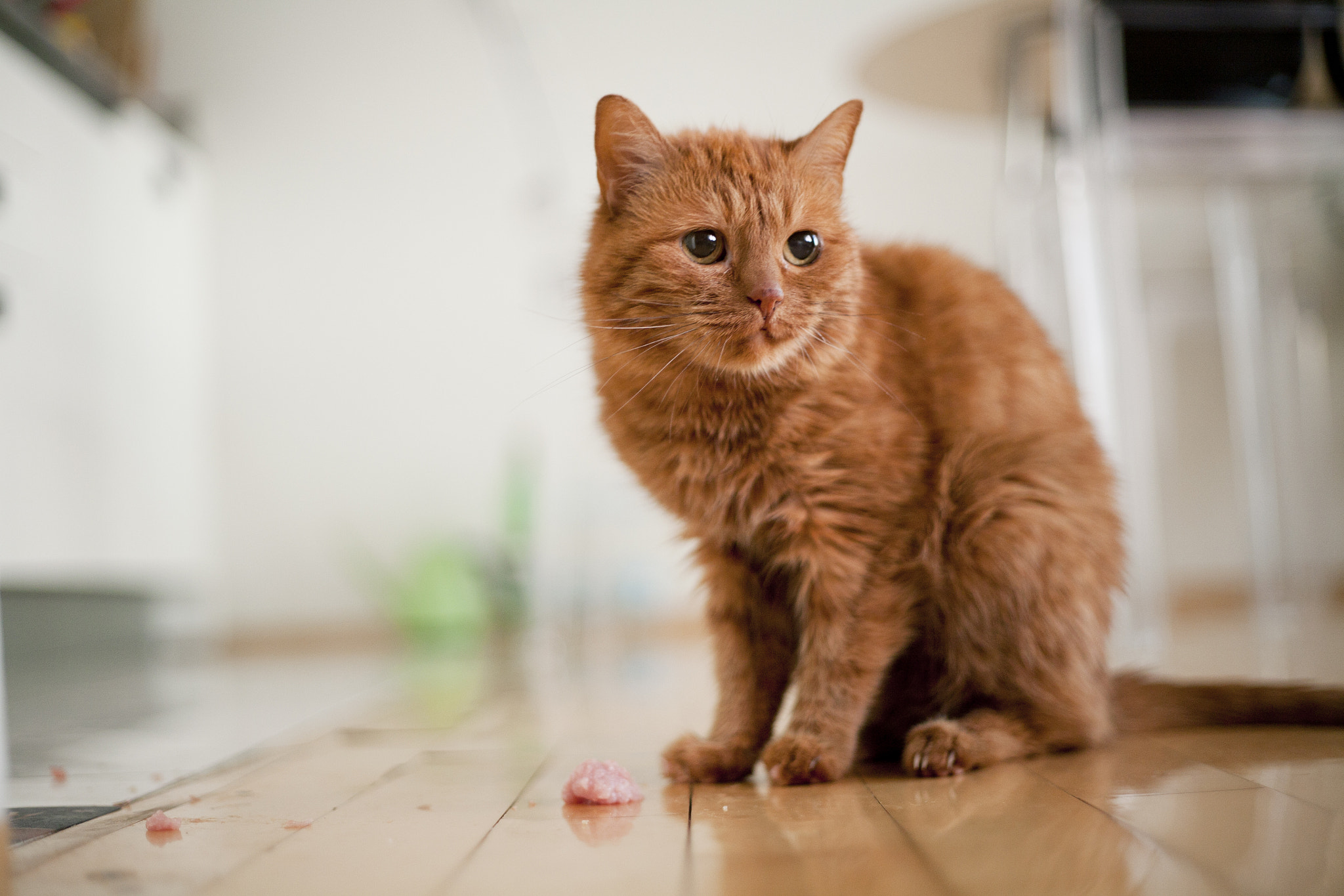 Canon EOS 5D + Canon EF 50mm f/1.8 sample photo. Ginger cat in apartment photography