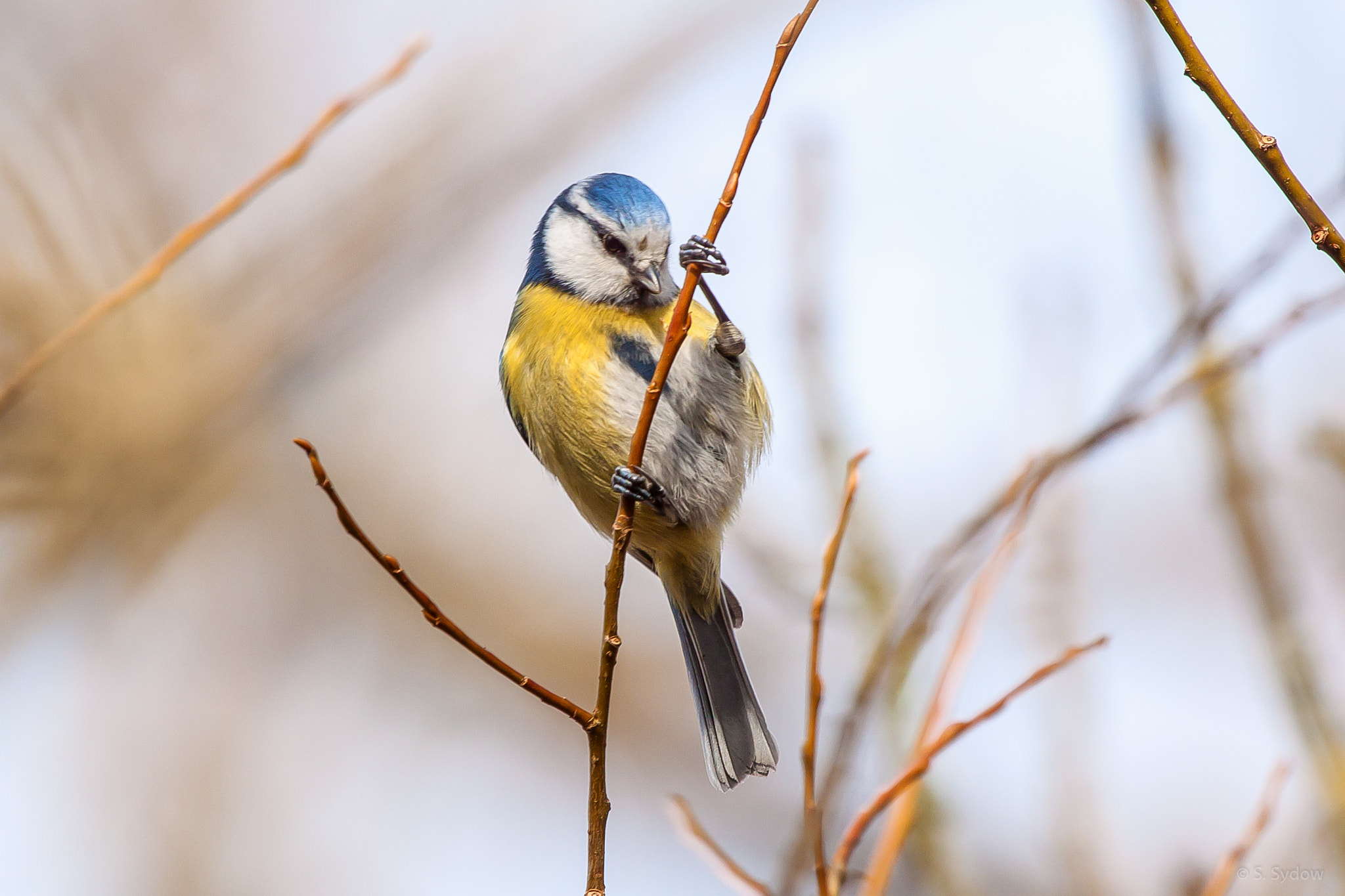 Canon EF 100-400mm F4.5-5.6L IS USM sample photo. Blue tit photography