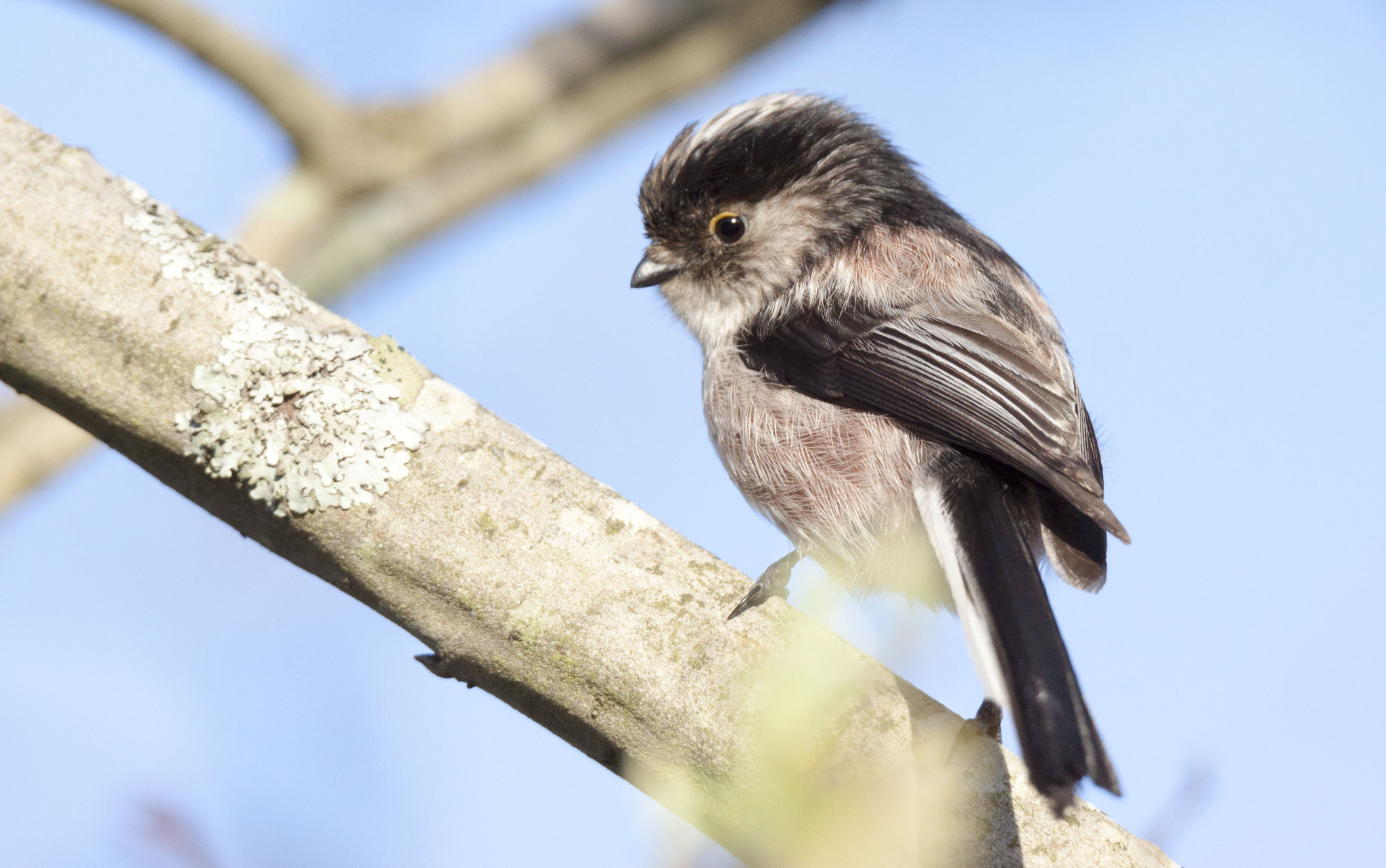 Tamron SP 150-600mm F5-6.3 Di VC USD sample photo. Ferreirinho rabilongo photography