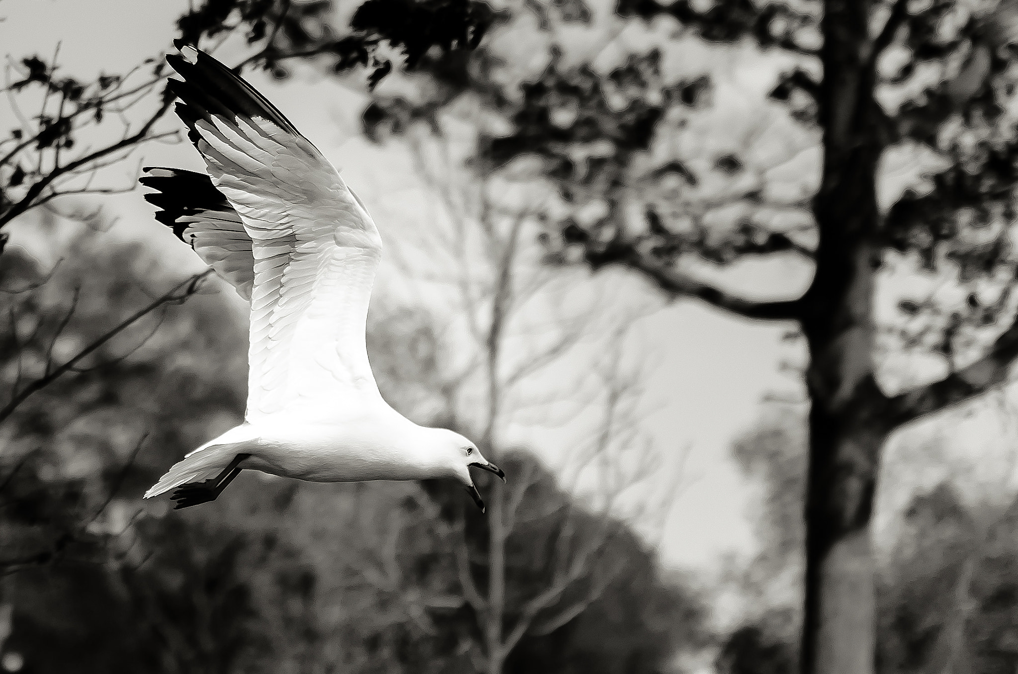 Nikon D5100 + Sigma 35mm F1.4 DG HSM Art sample photo. In search photography
