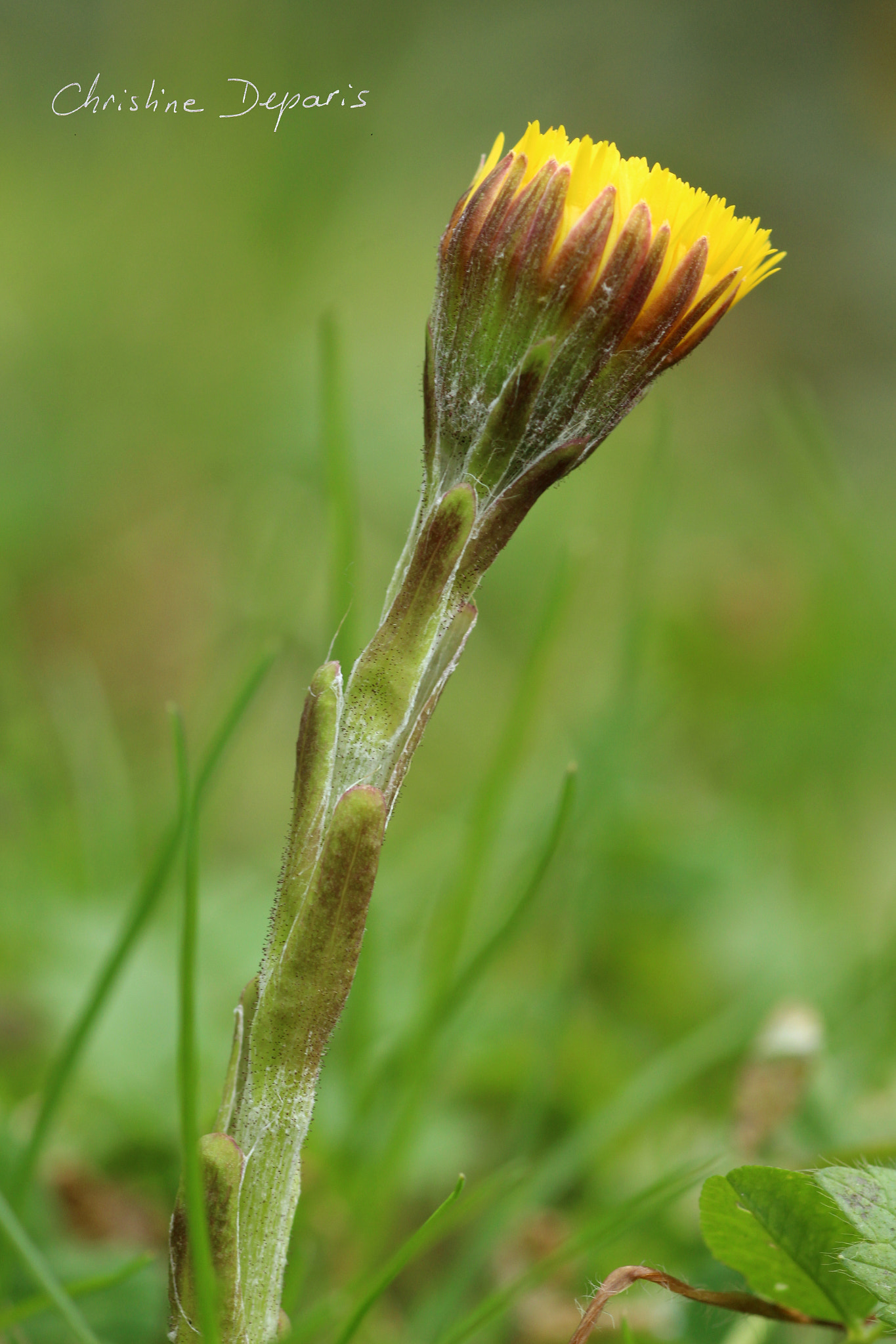 Canon EOS 700D (EOS Rebel T5i / EOS Kiss X7i) + Canon EF 100mm F2.8 Macro USM sample photo. Tussilago photography