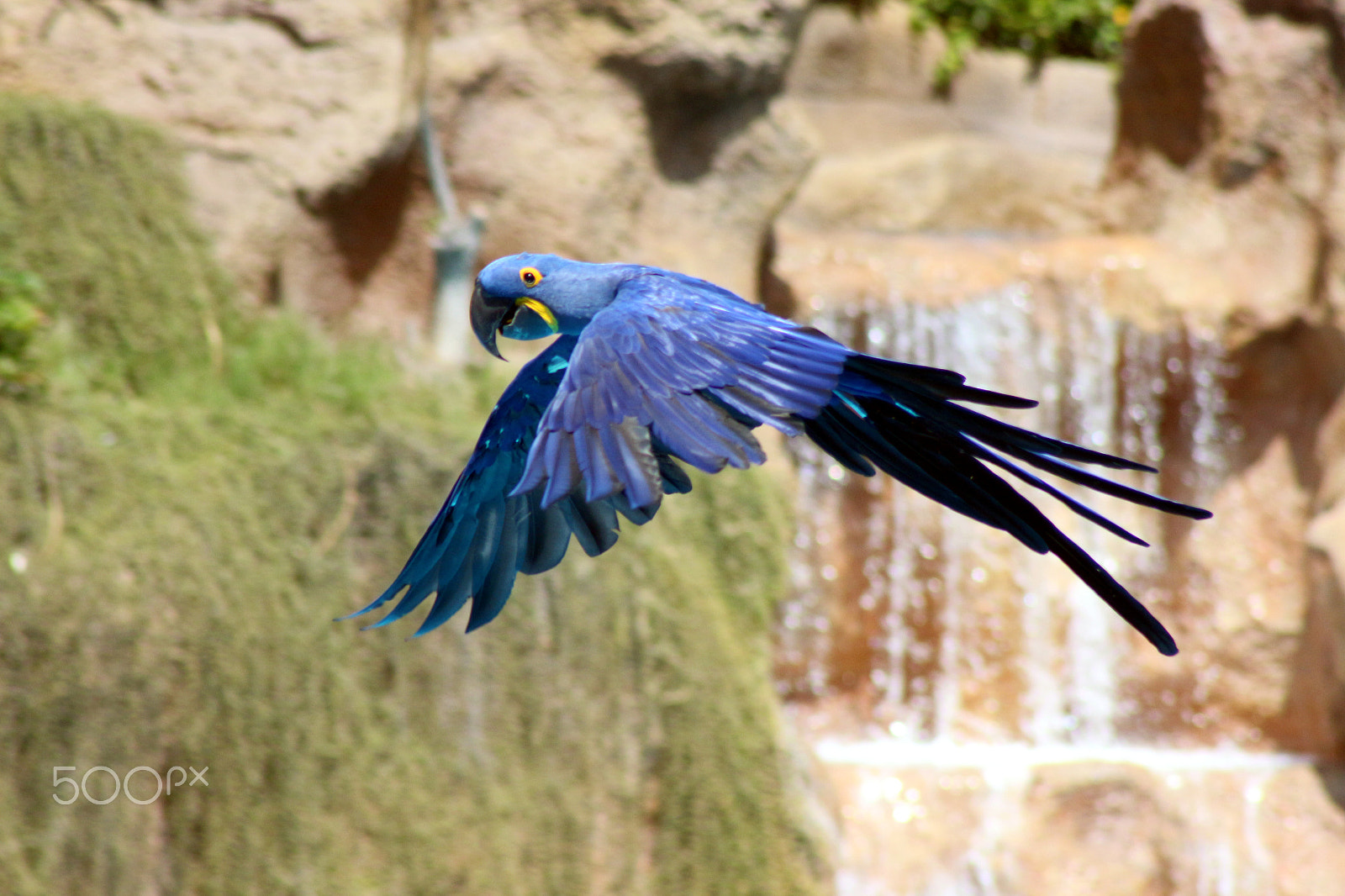 Canon EF 75-300mm f/4-5.6 USM sample photo. Flying parrot photography