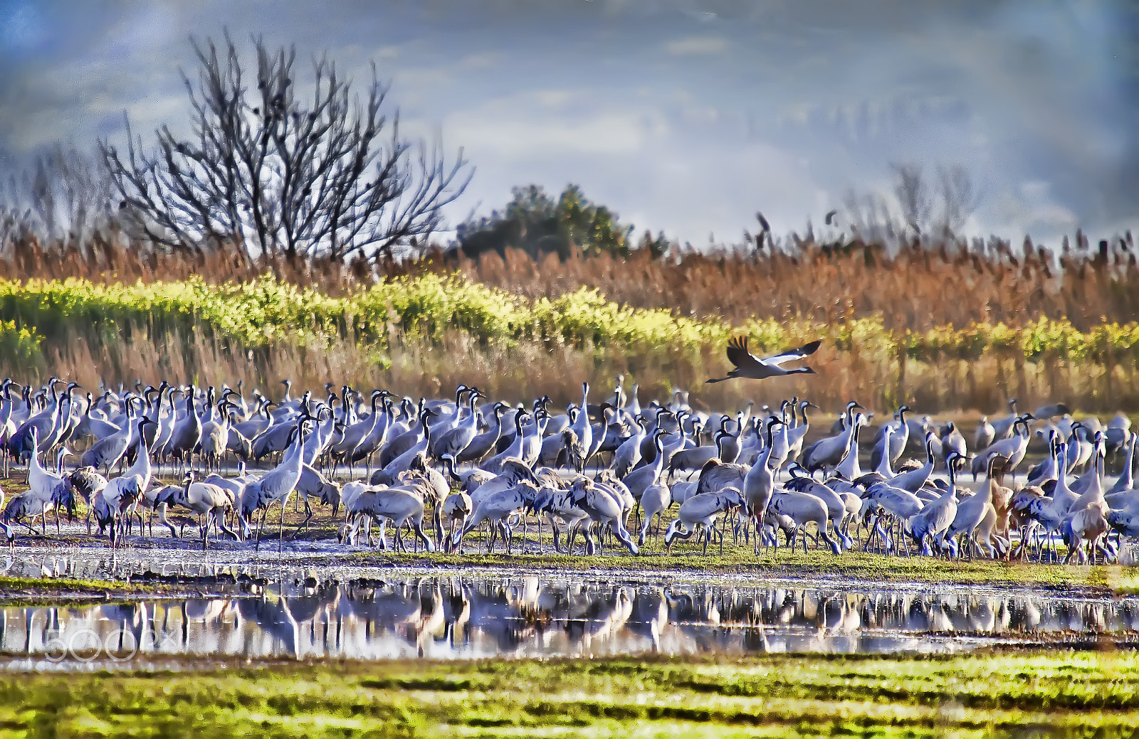 Sigma 50-500mm f/4-6.3 APO HSM EX sample photo. Cranes photography