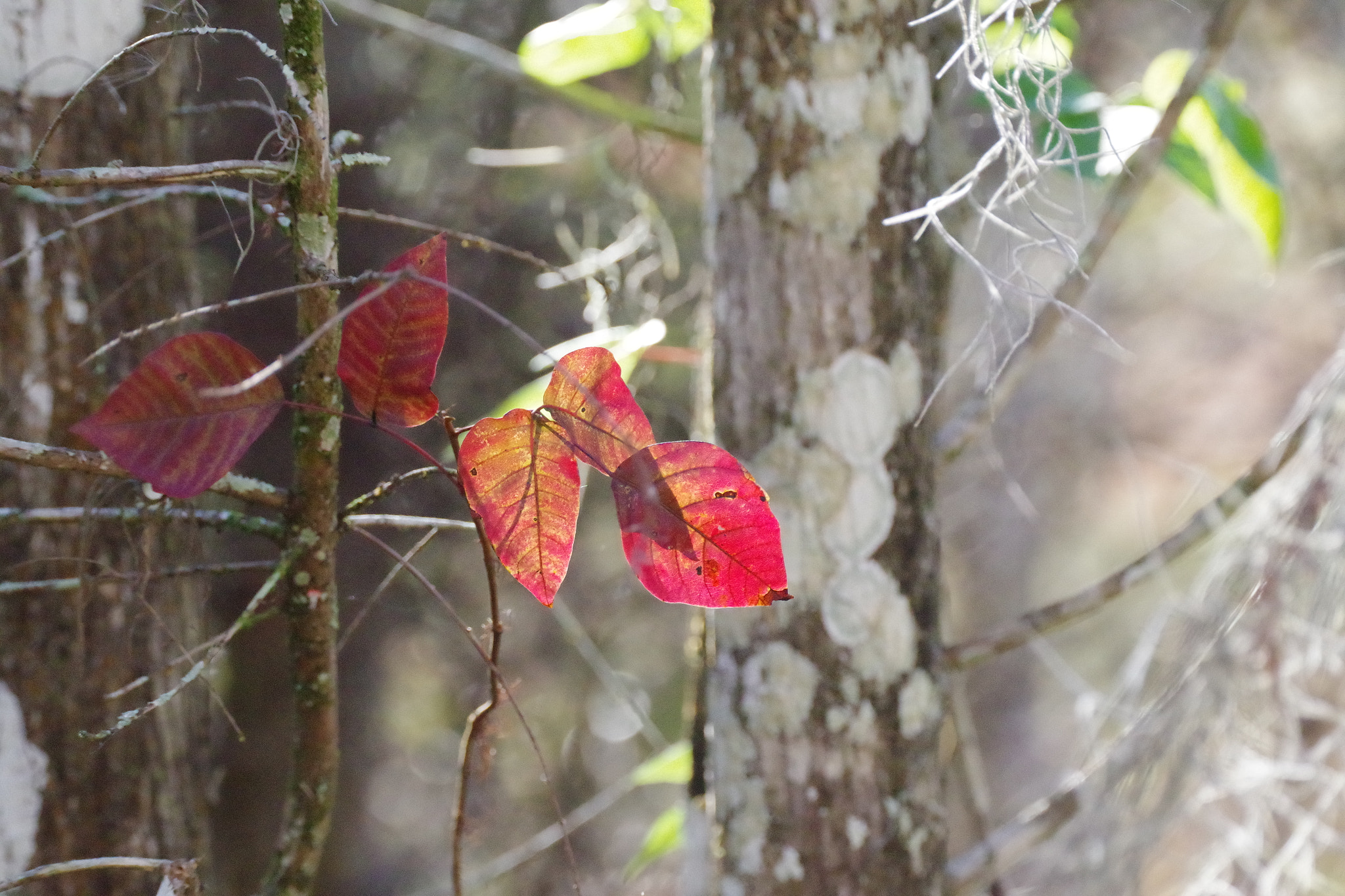 Pentax K-S2 + Sigma sample photo. Red photography