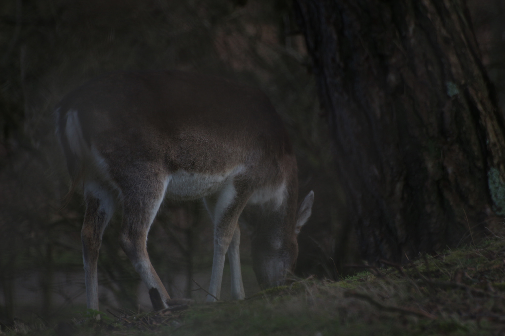 Sigma 70-300mm F4-5.6 APO DG Macro sample photo. Deer photography