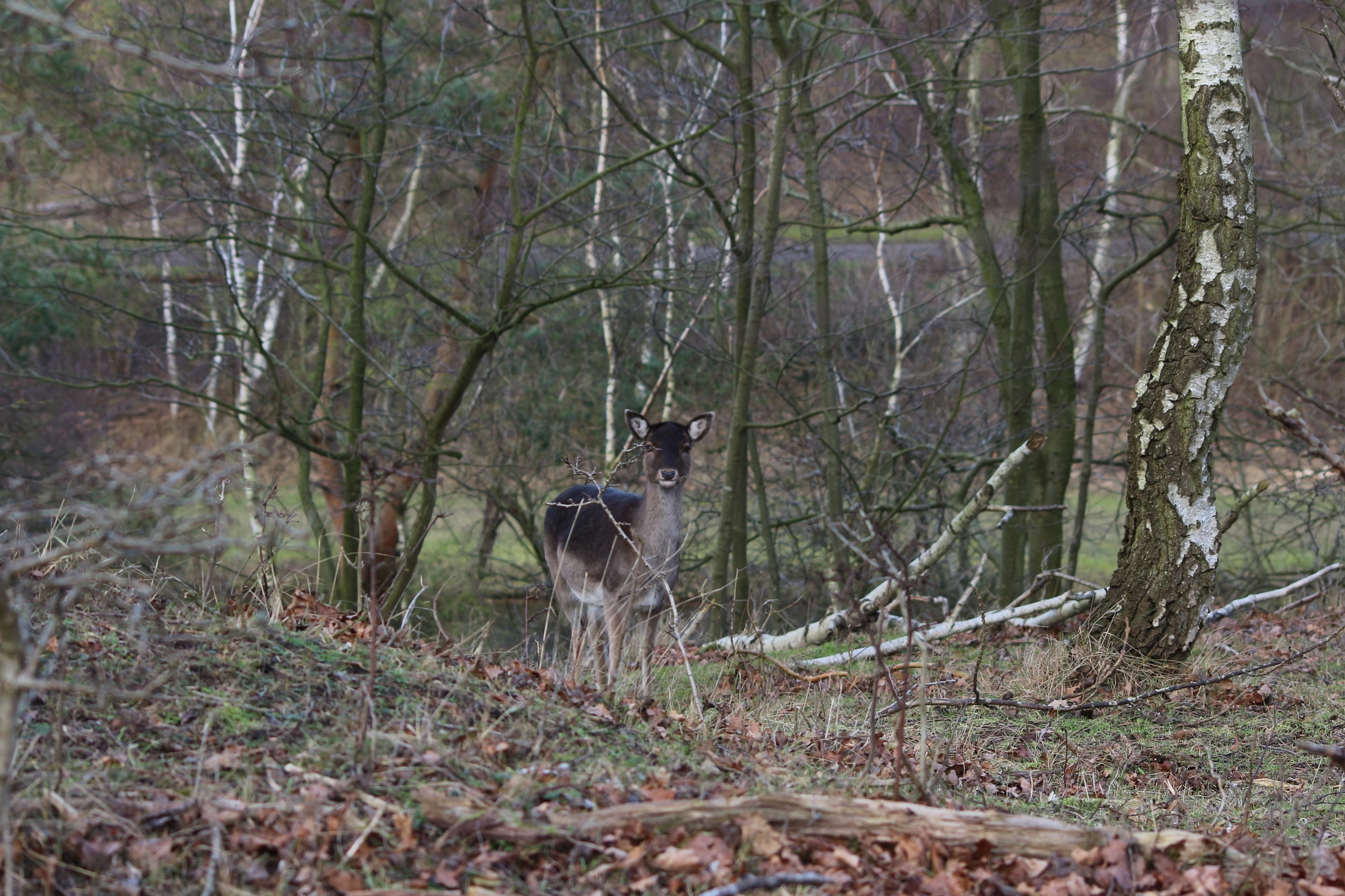 Sigma 70-300mm F4-5.6 APO DG Macro sample photo. Deer 2 photography