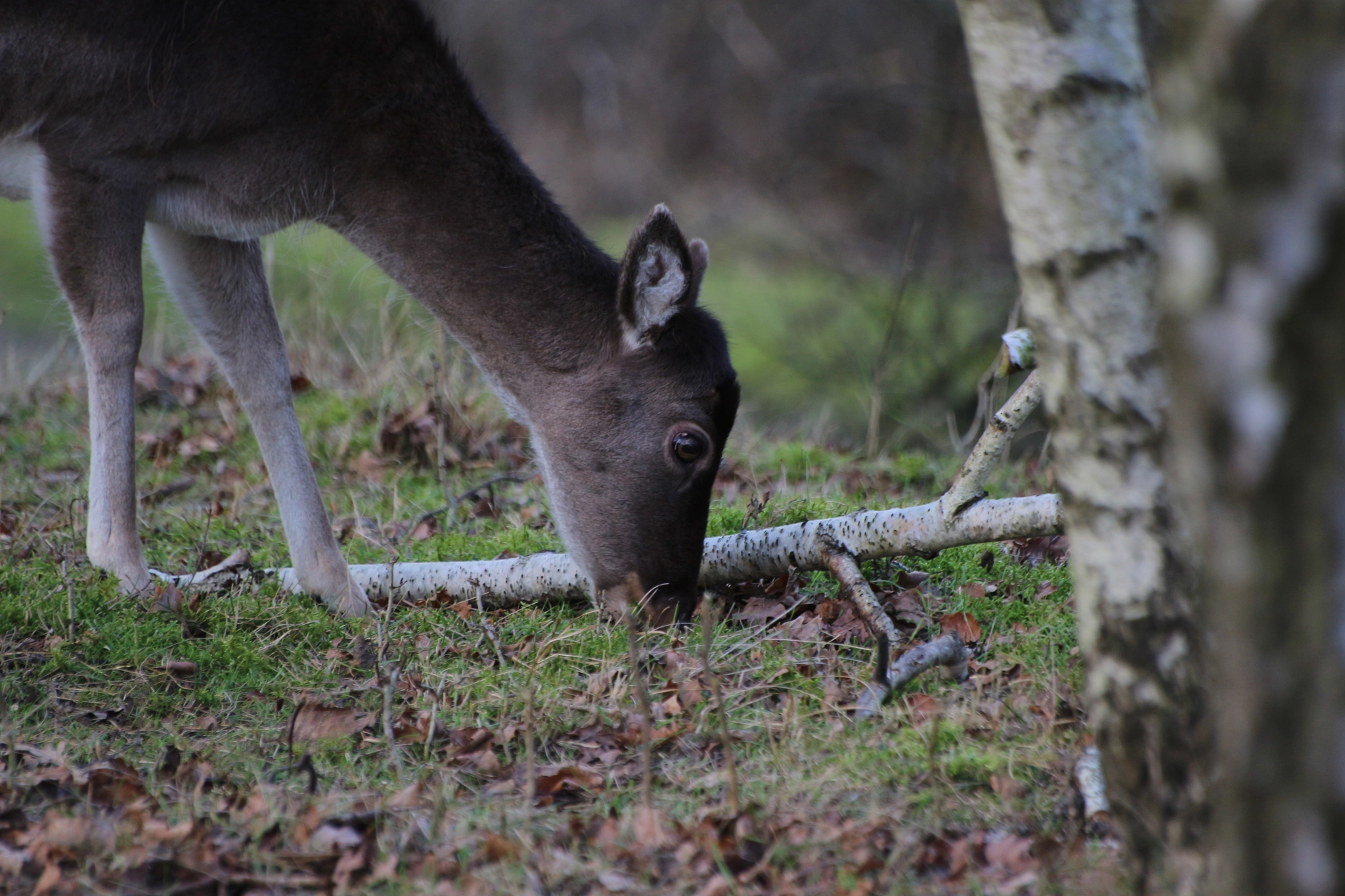 Sigma 70-300mm F4-5.6 APO DG Macro sample photo. Deer 3 photography