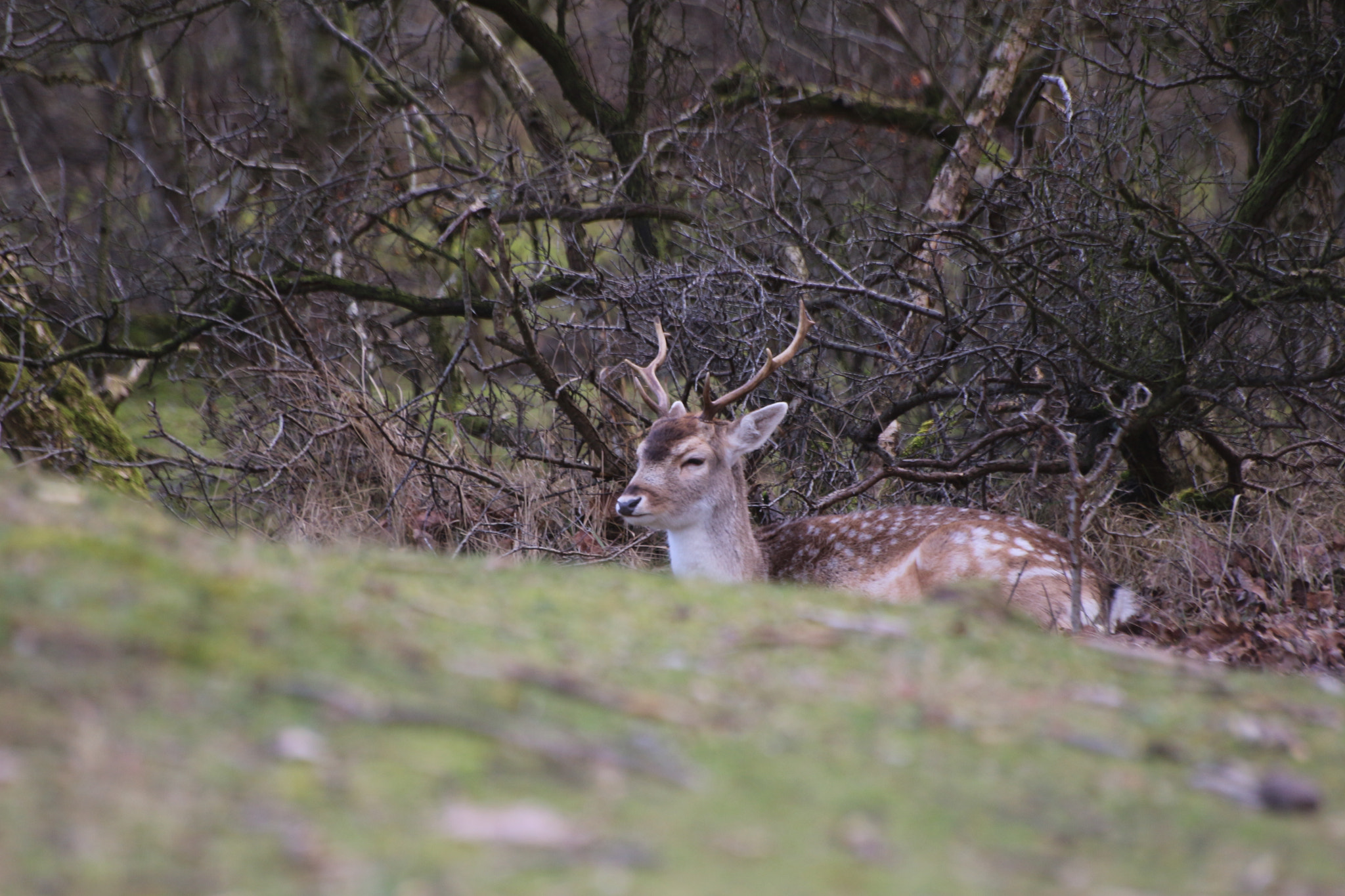 Sigma 70-300mm F4-5.6 APO DG Macro sample photo. Deer 4 photography