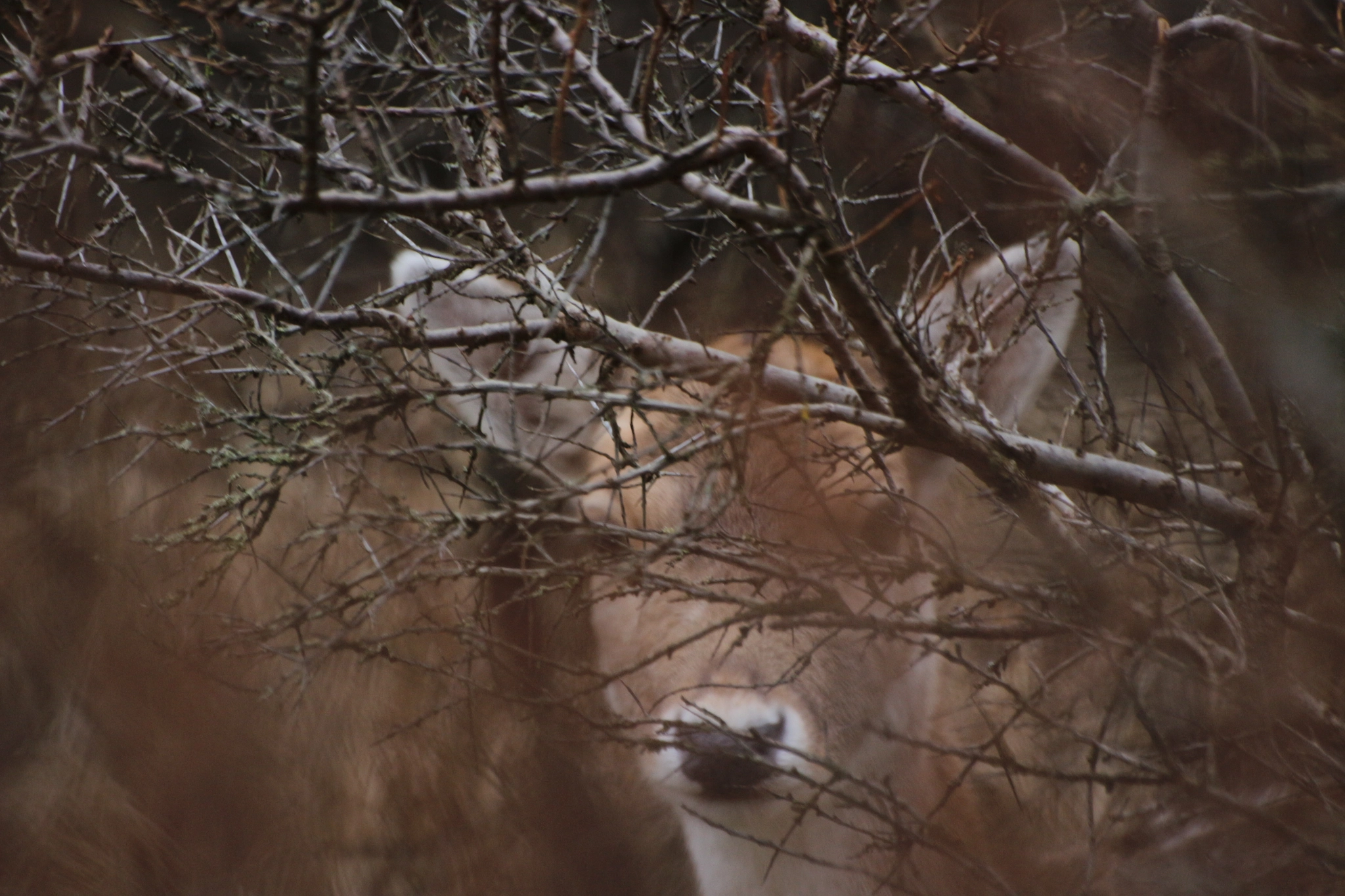 Sigma 70-300mm F4-5.6 APO DG Macro sample photo. Deer 6 photography
