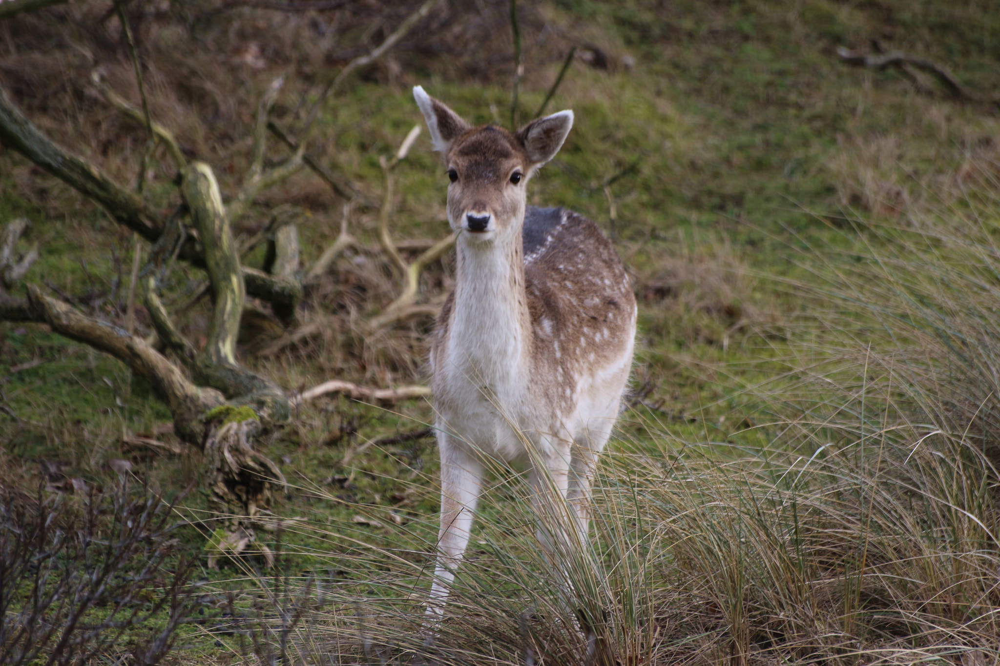 Sigma 70-300mm F4-5.6 APO DG Macro sample photo. Deer 5 photography