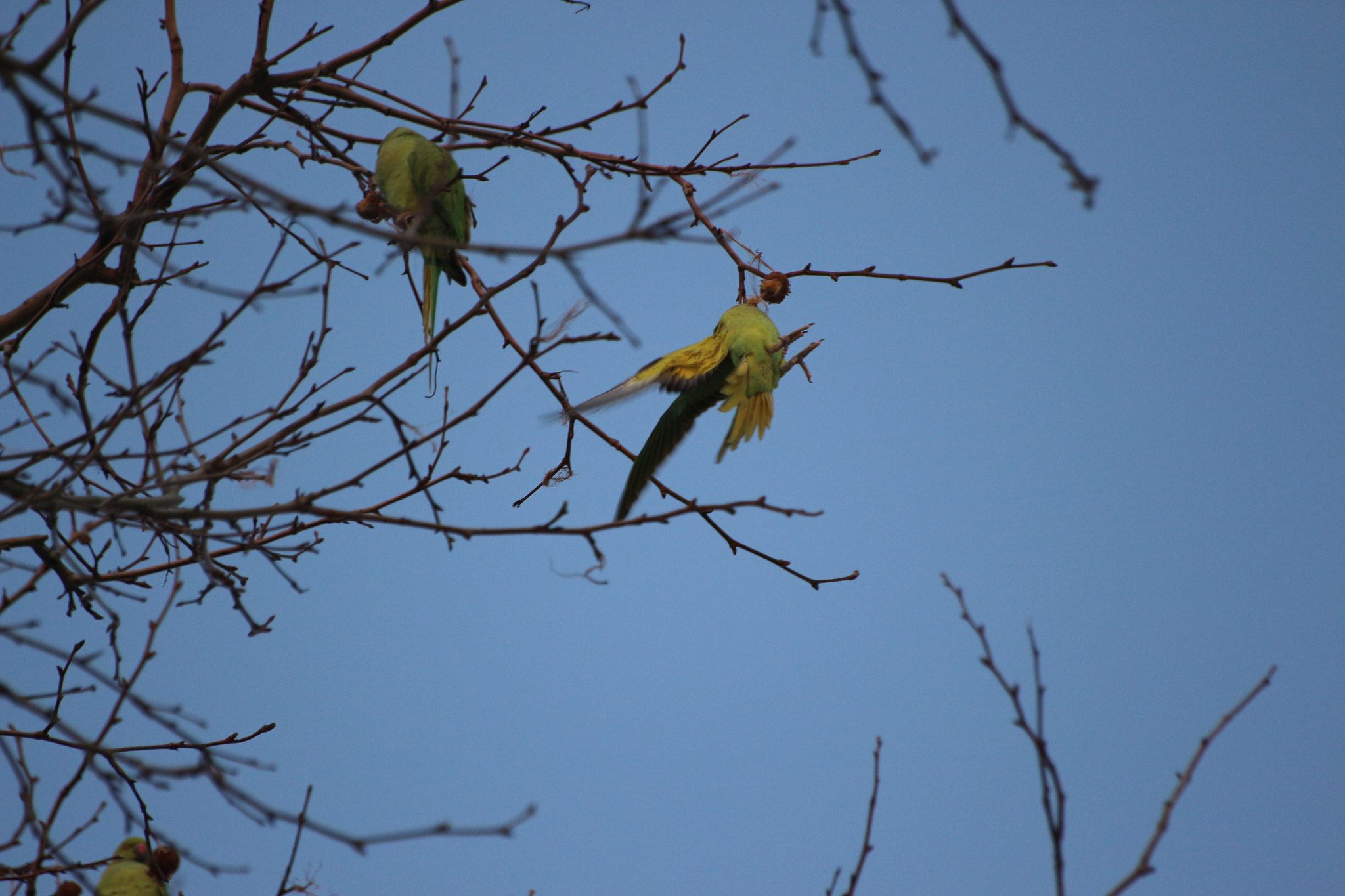 Sigma 70-300mm F4-5.6 APO DG Macro sample photo. The parrot photography