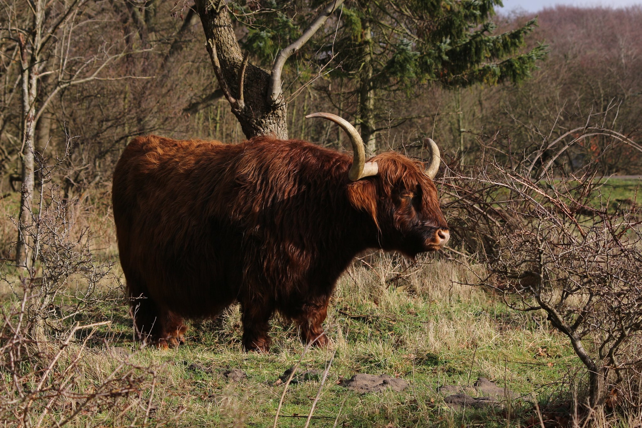 Sigma 70-300mm F4-5.6 APO DG Macro sample photo. Buffalo 2 photography