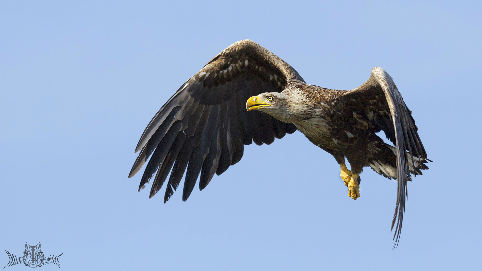 Canon EF 400mm F2.8L IS II USM sample photo. Akkuyruklu kartal - white-tailed eagle photography