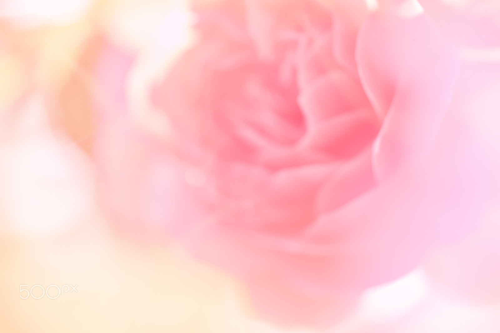 Nikon D4S + Sigma 70mm F2.8 EX DG Macro sample photo. Sweet color rose in soft color and blur style for background photography