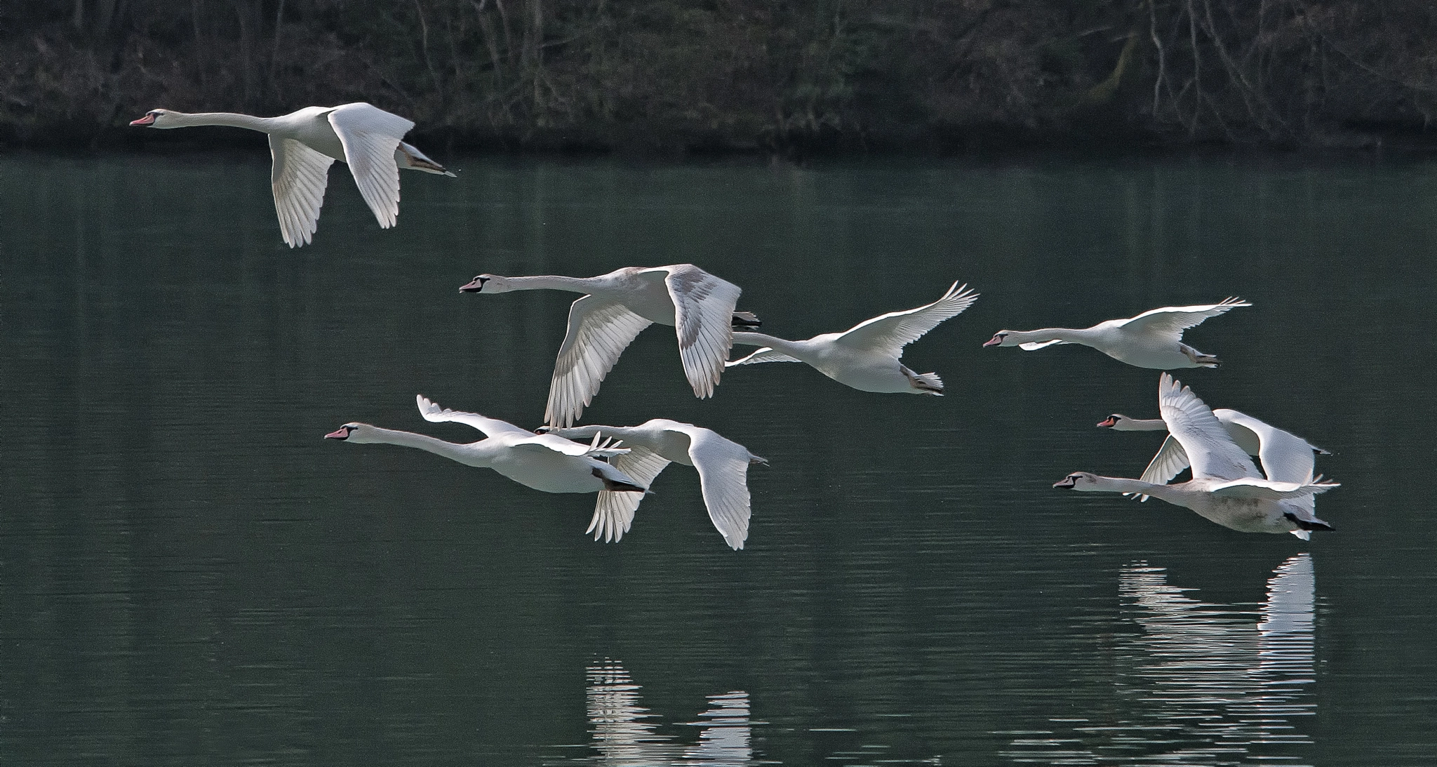Sigma 150-500mm F5-6.3 DG OS HSM sample photo. Jpn 044 photography
