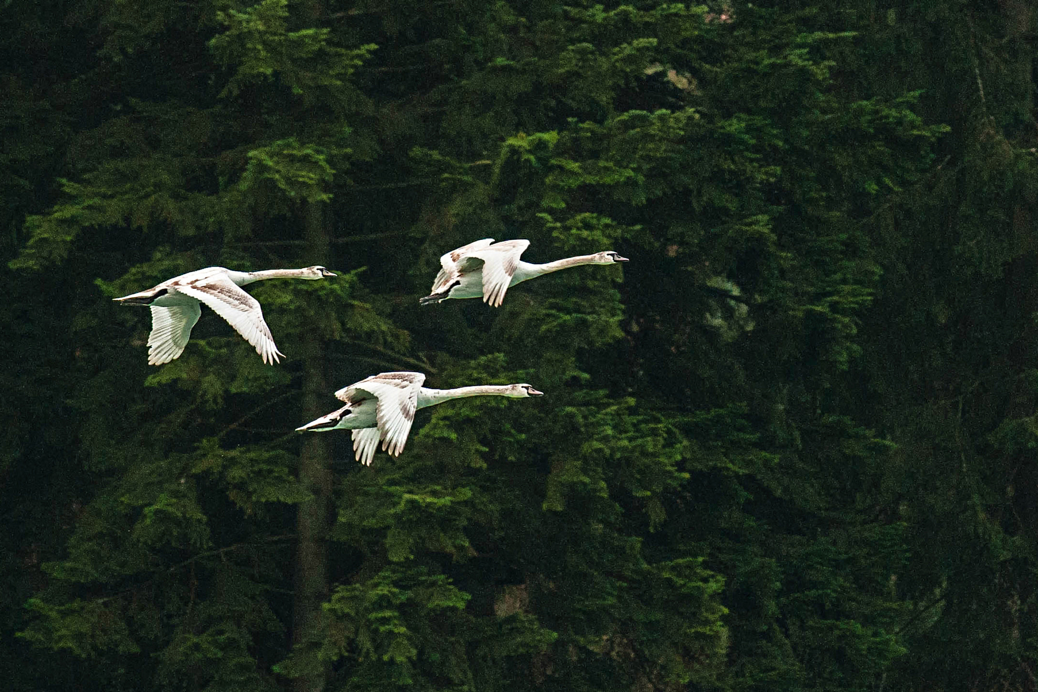 Nikon D300S + Nikon AF-S Nikkor 300mm F4D ED-IF sample photo. Jpn 056 photography