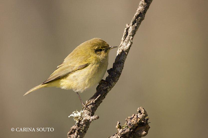 Sigma 150-600mm F5-6.3 DG OS HSM | C sample photo. Felosa photography