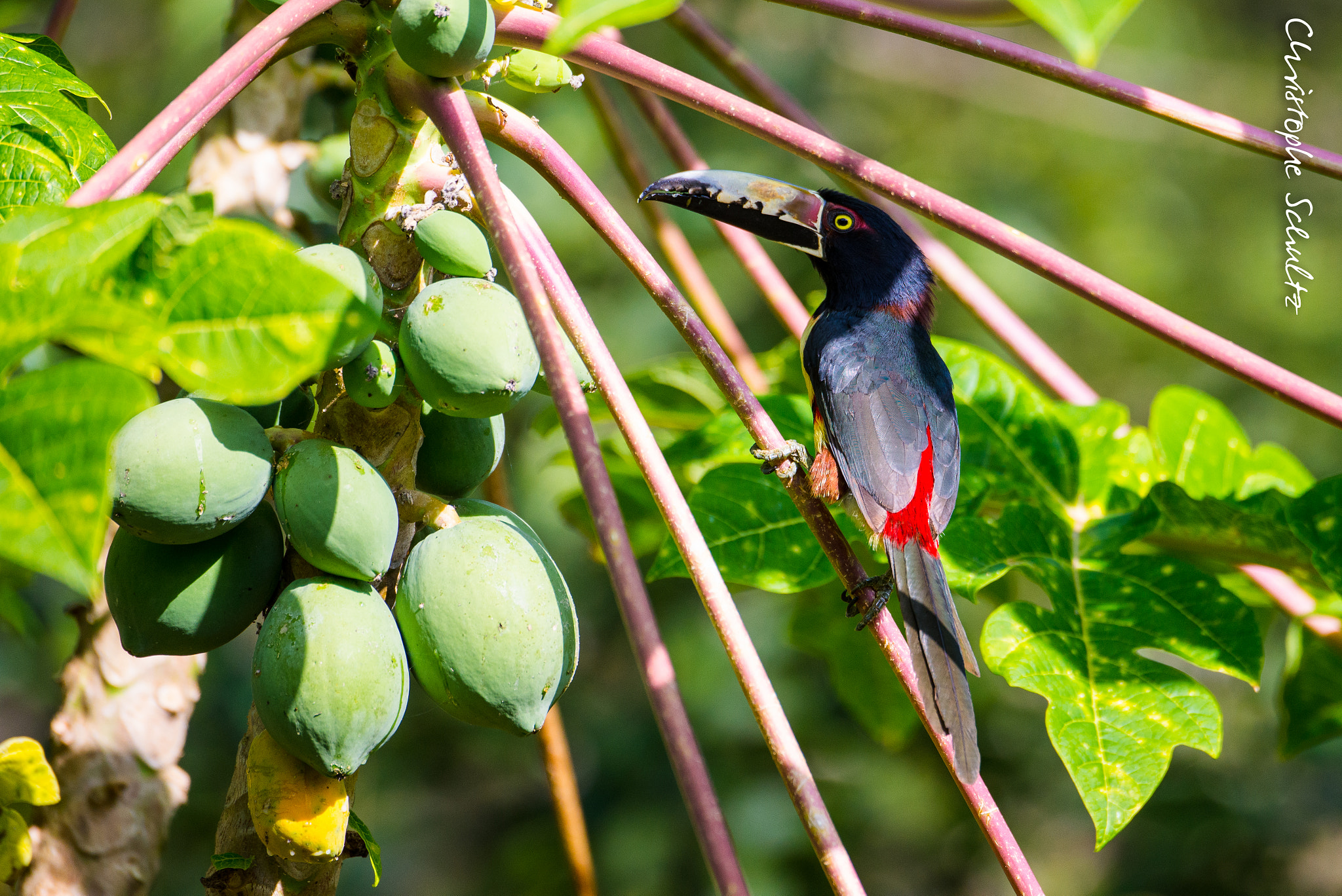 Nikon D600 sample photo. Collared aracari photography