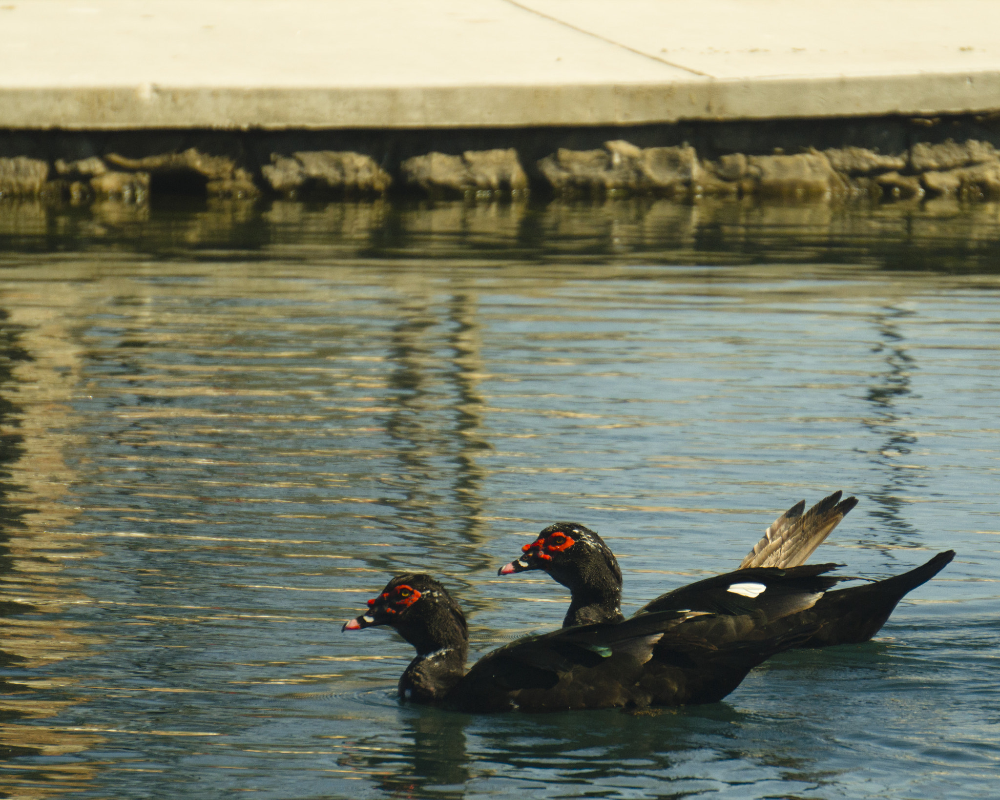 Sony Alpha a3000 sample photo. Muscovy ducks photography