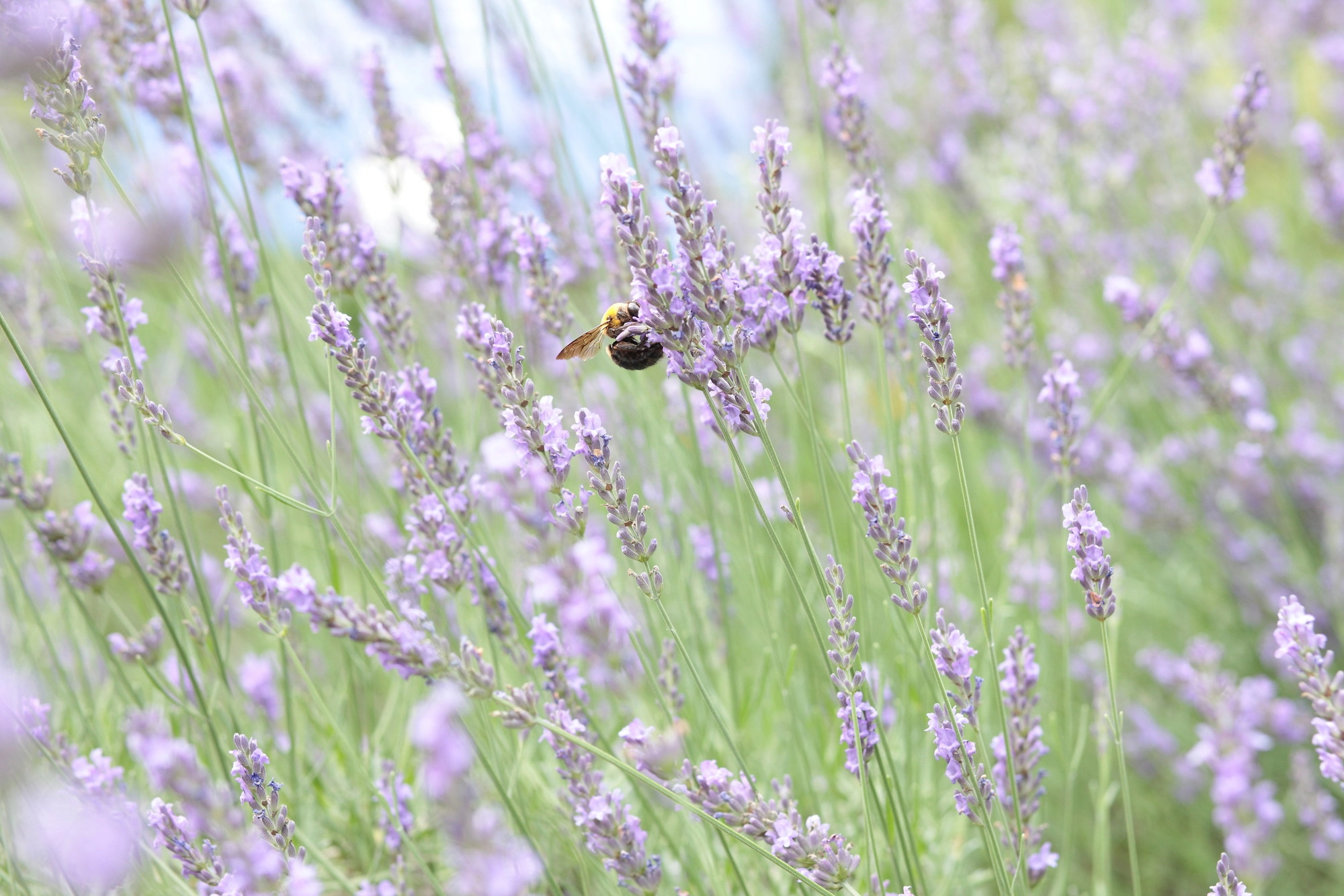 Canon EOS-1Ds Mark III + Canon EF 85mm F1.8 USM sample photo. Lavender photography