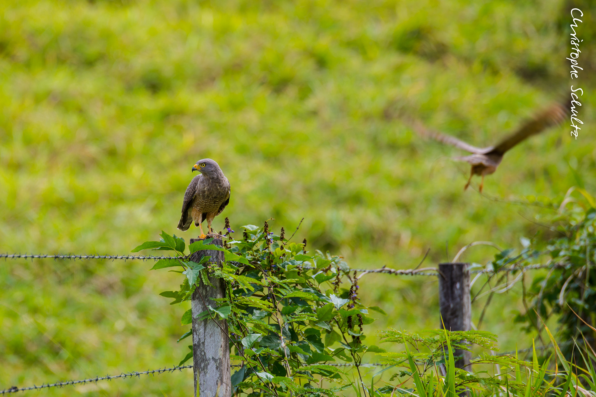 Nikon D600 sample photo. Roadside hawk photography
