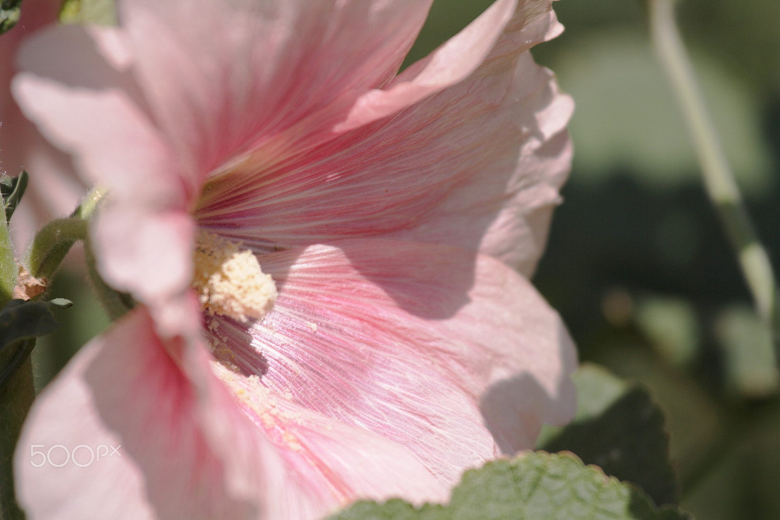 Canon EOS 1000D (EOS Digital Rebel XS / EOS Kiss F) sample photo. Hollyhock photography