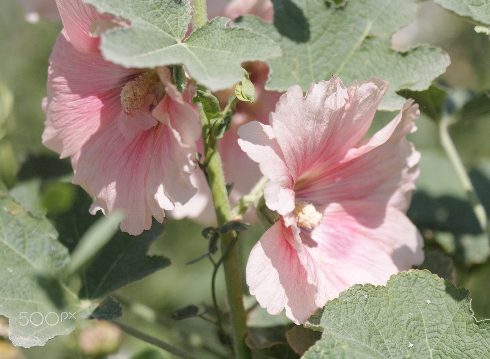 Canon EOS 1000D (EOS Digital Rebel XS / EOS Kiss F) sample photo. Hollyhock photography